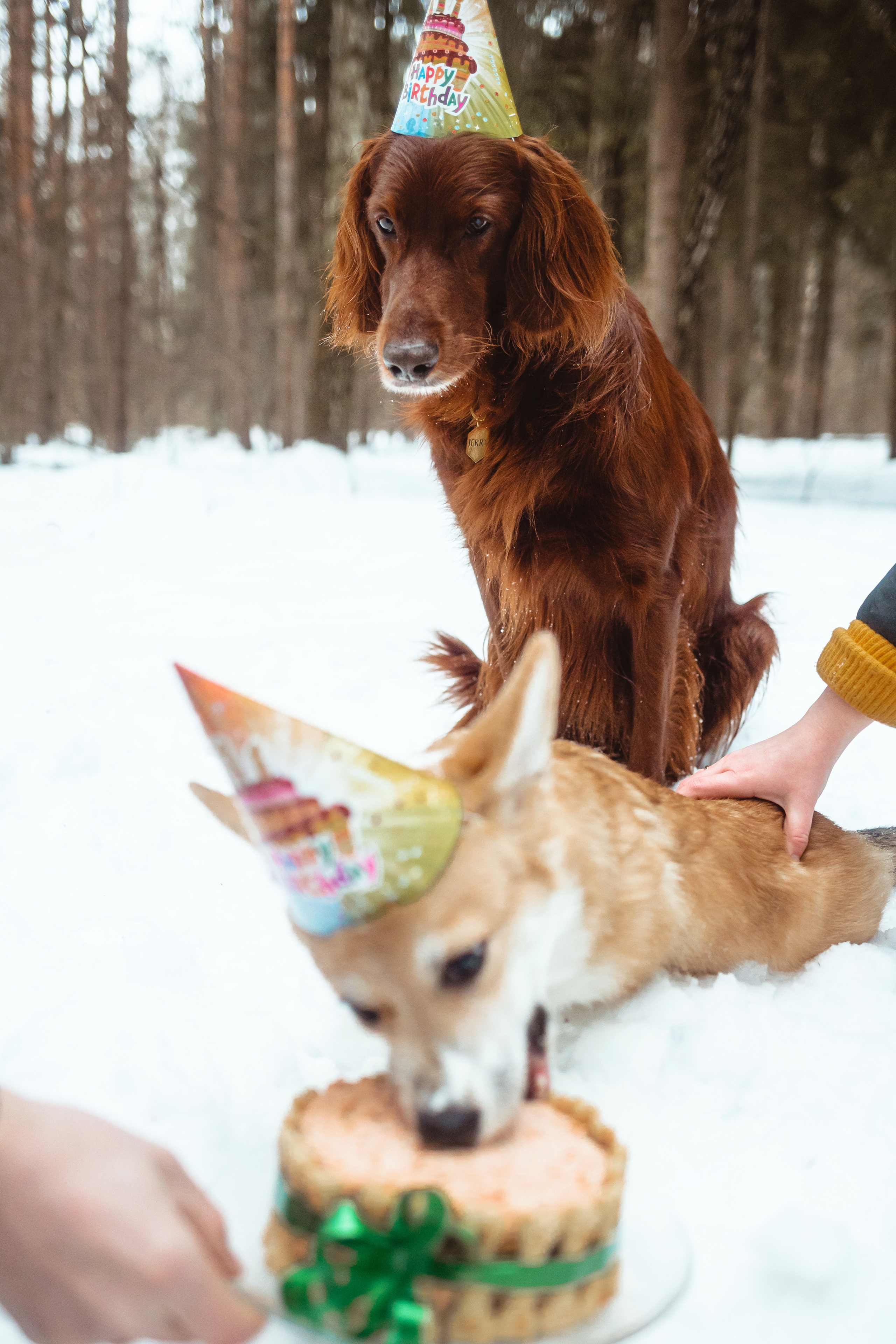 День Рождения Джерри