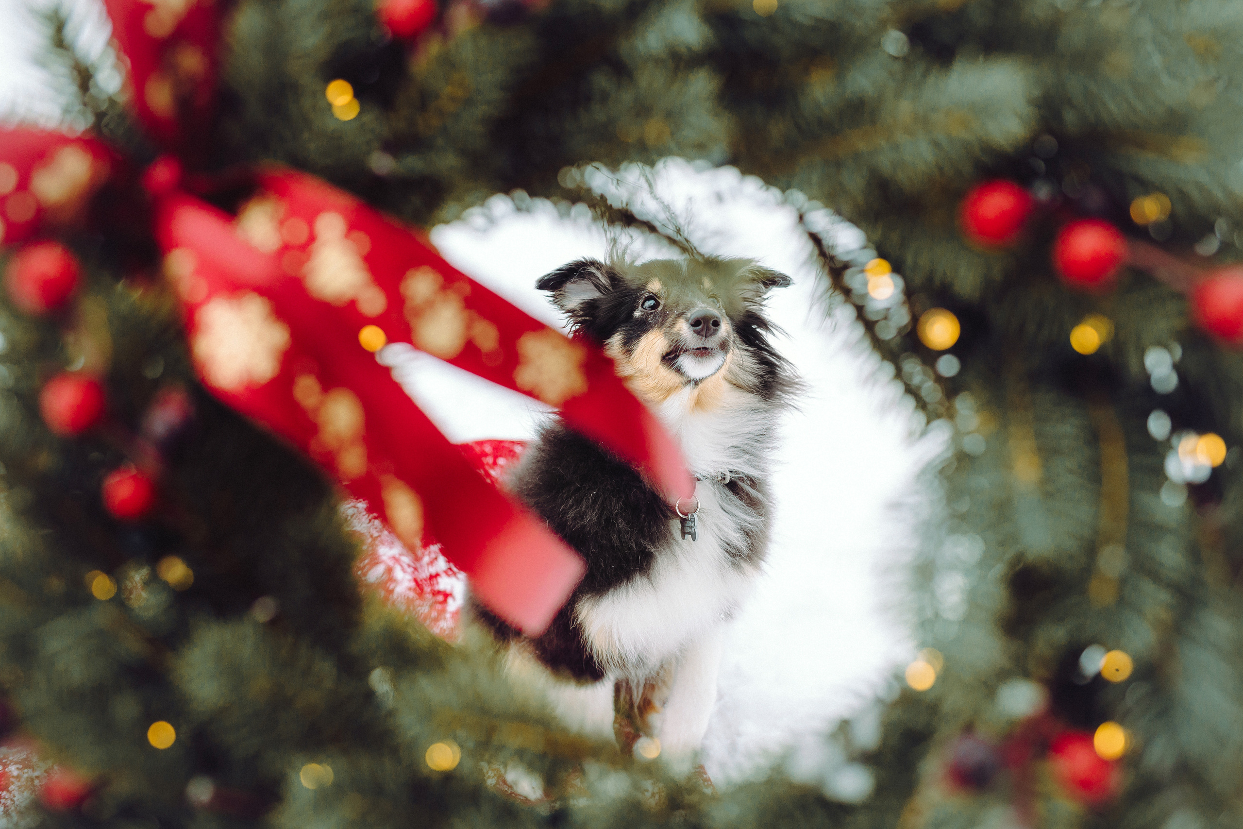 Джим, Лила и их семья