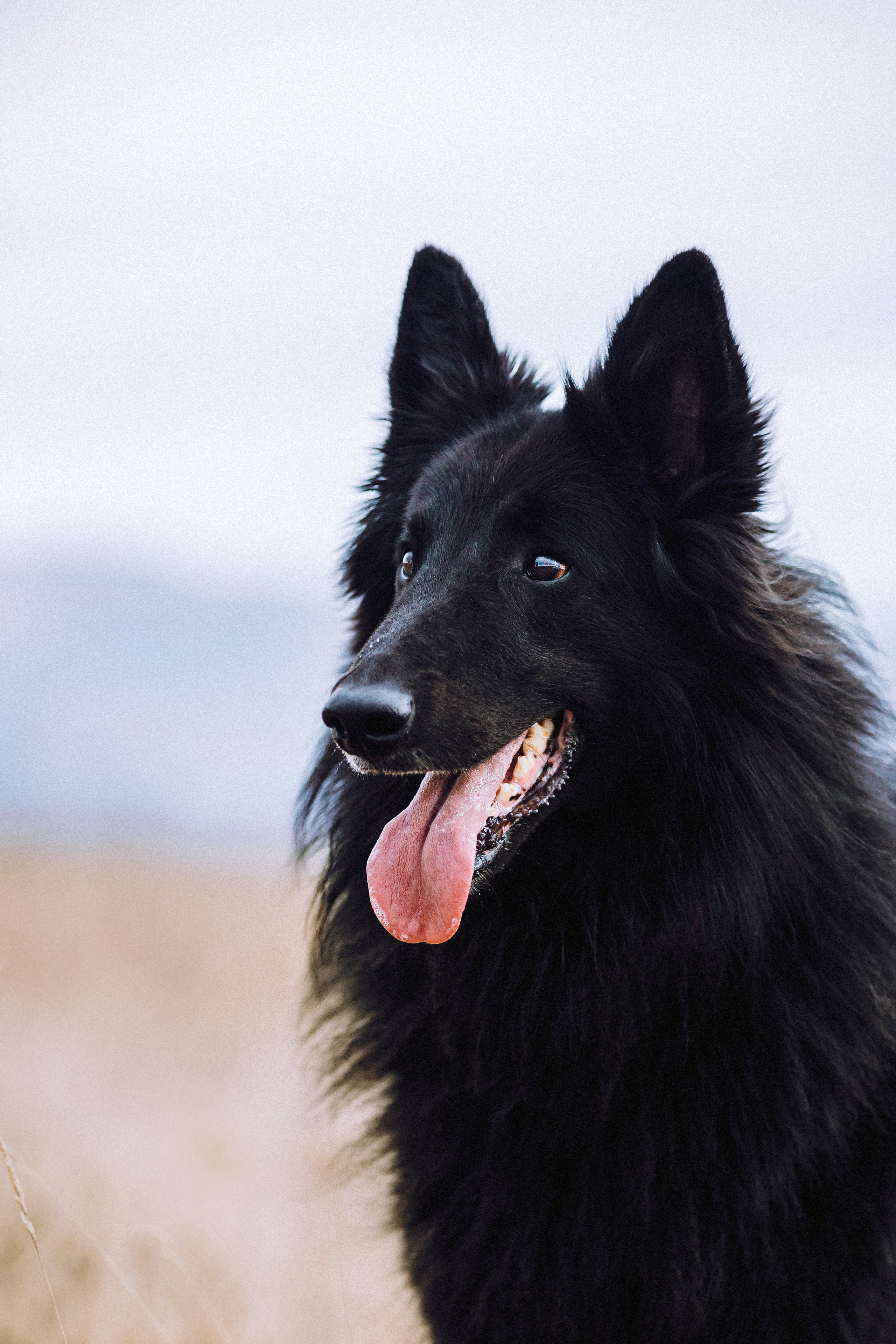 Йаррхи, Антар и их семья