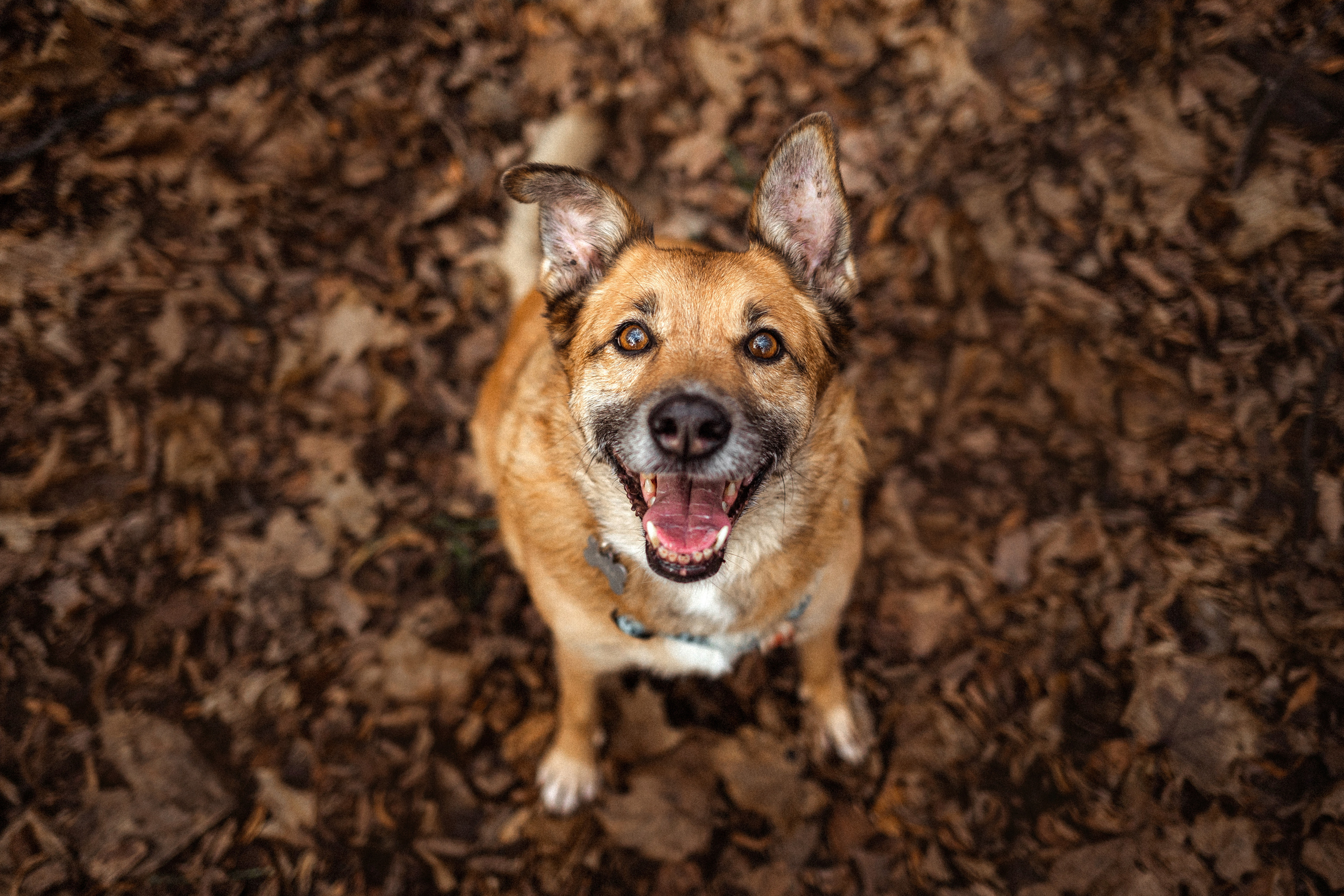 Лика и ее семья