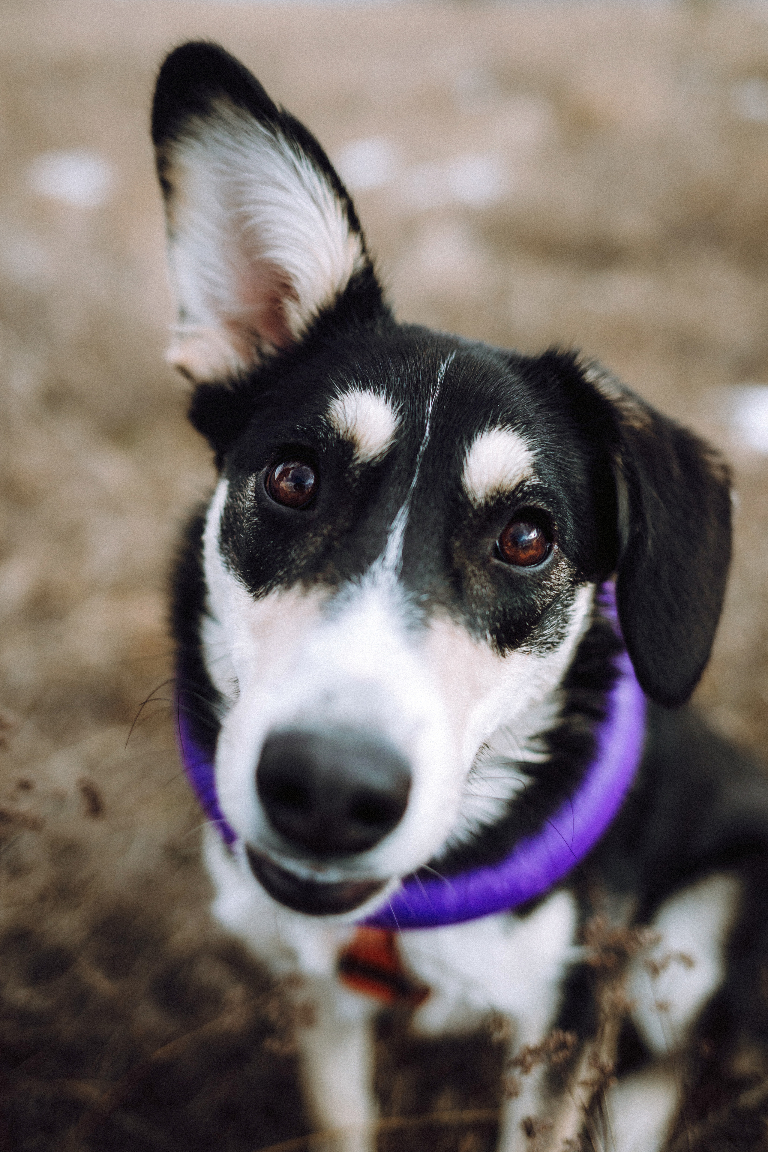 Йаррхи, Антар и их семья