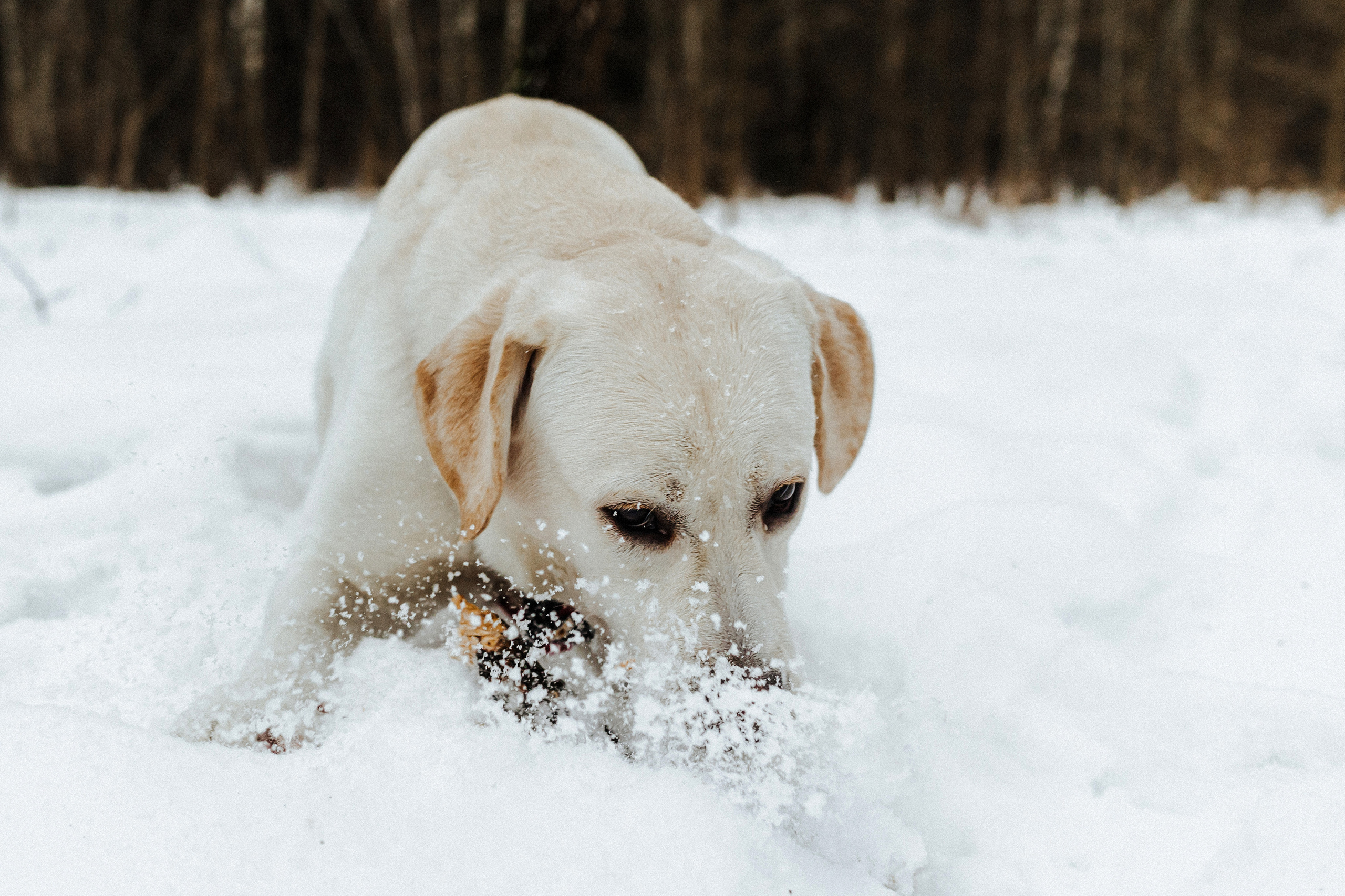 Челси и ее семья