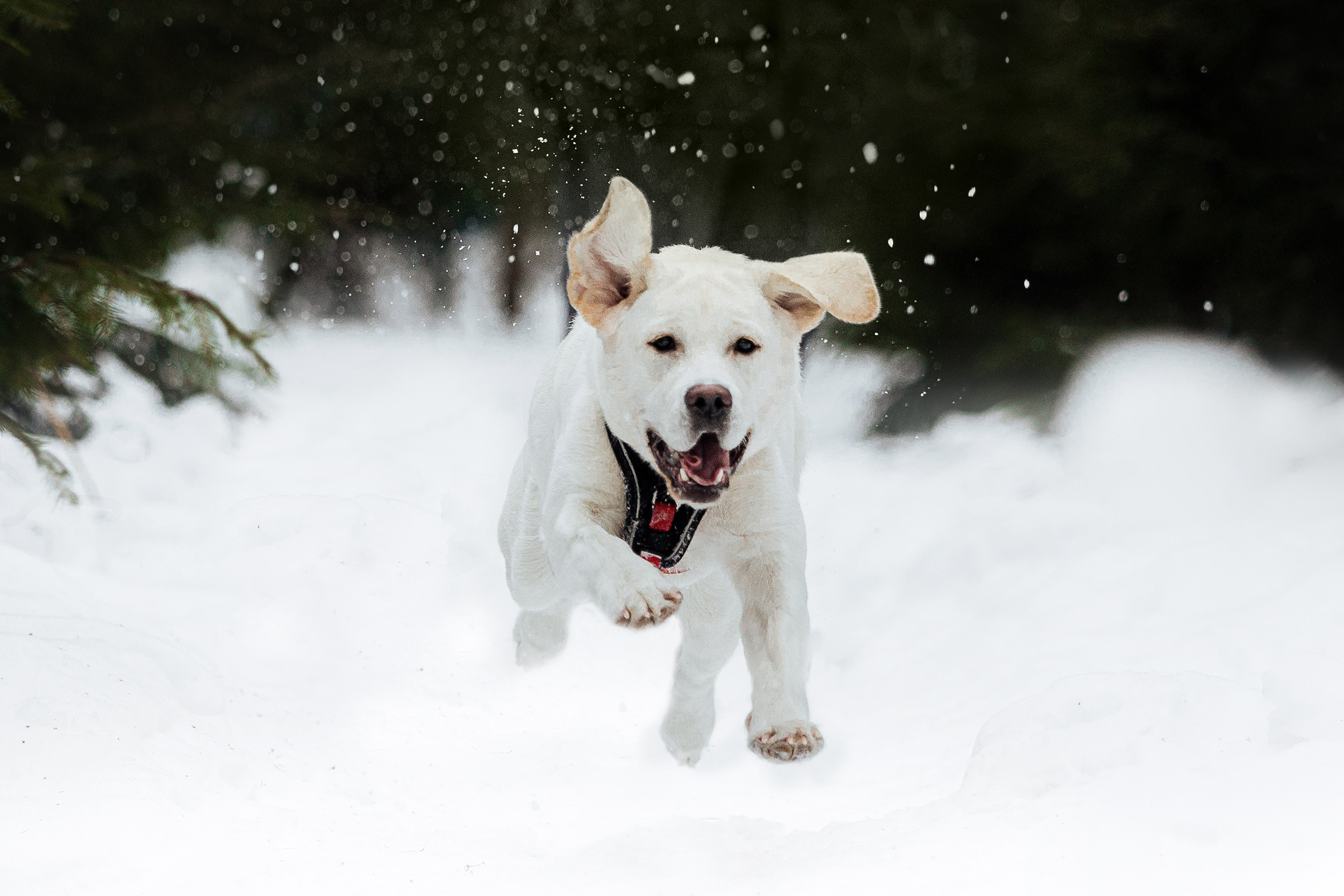 Челси и ее семья