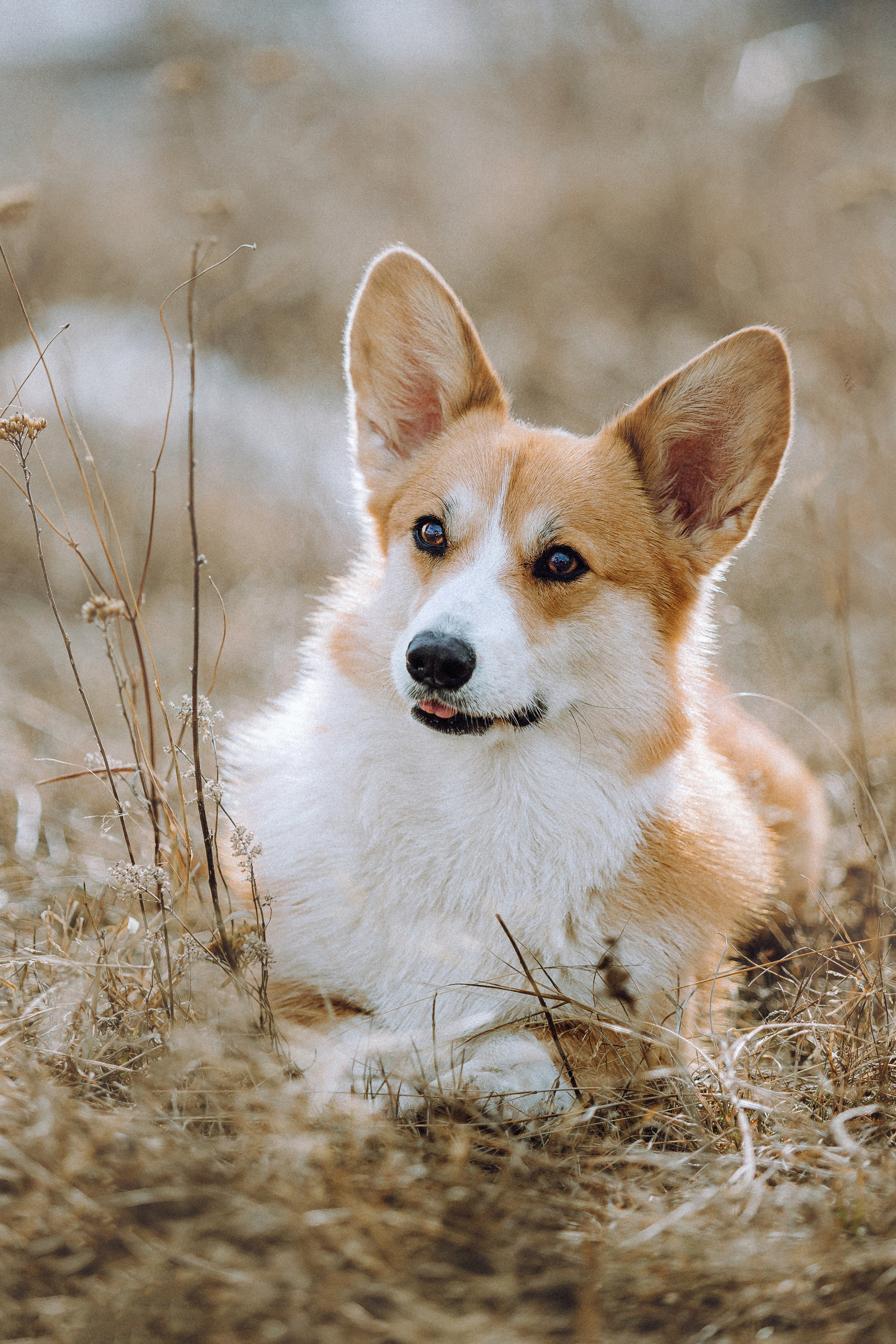 Фотосессия корги Дийкстры, Маши и Жени