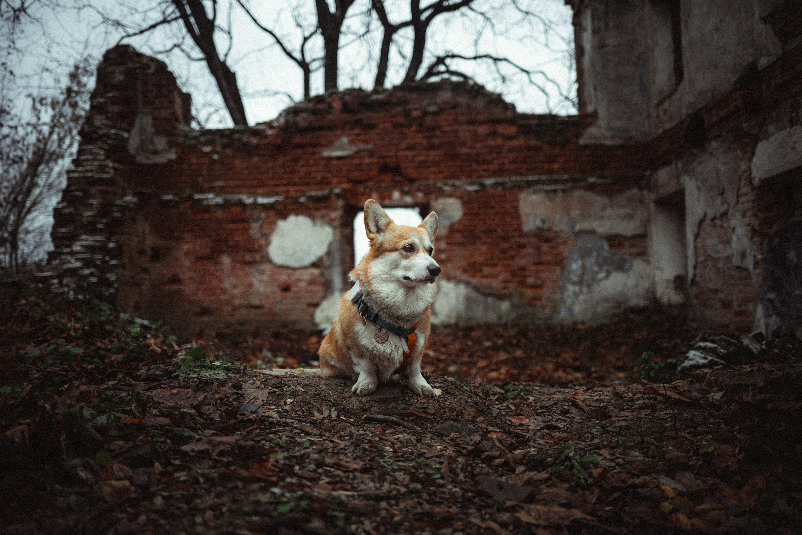 Алена, Фелек и Камю