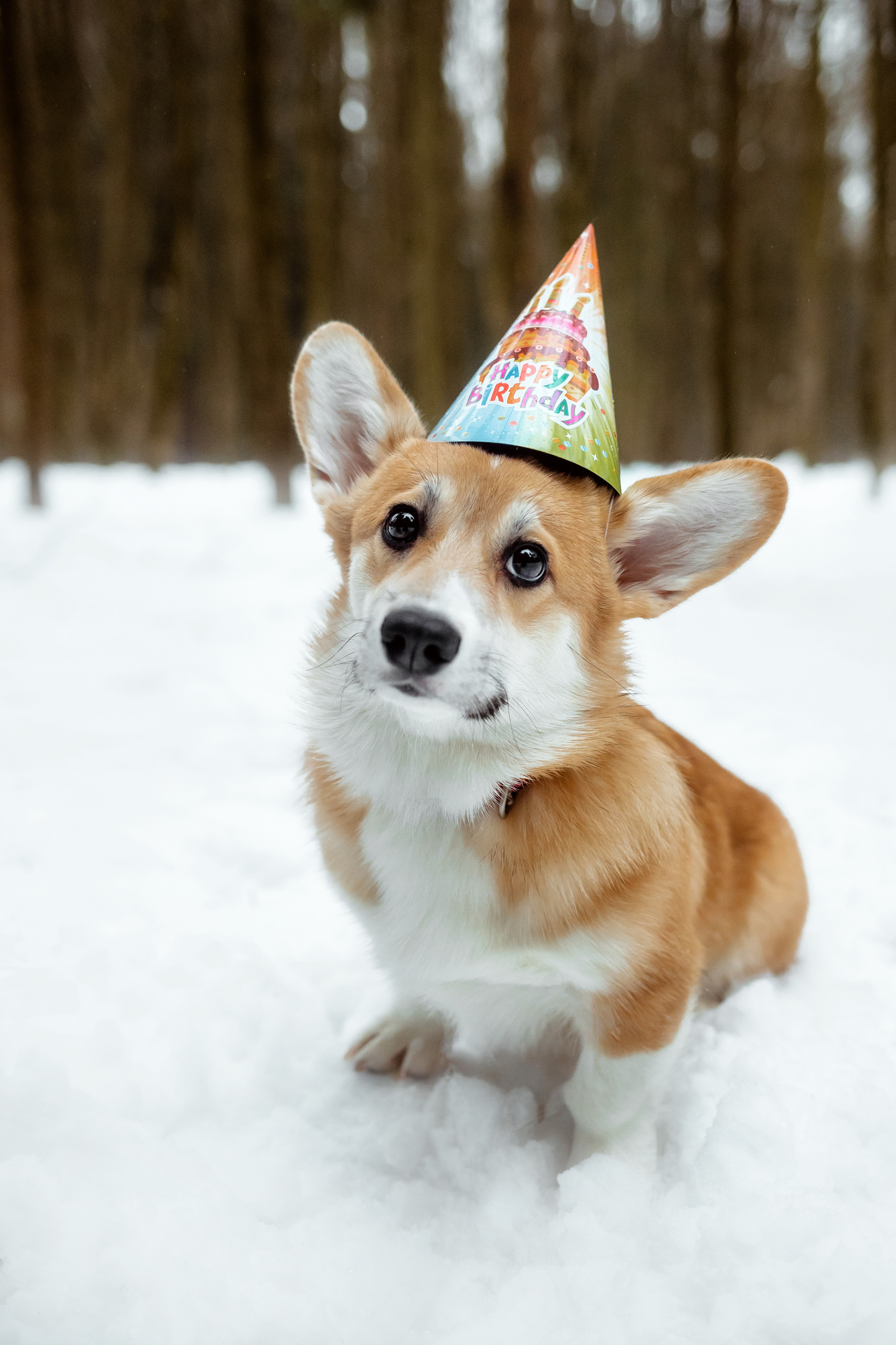 День Рождения Джерри