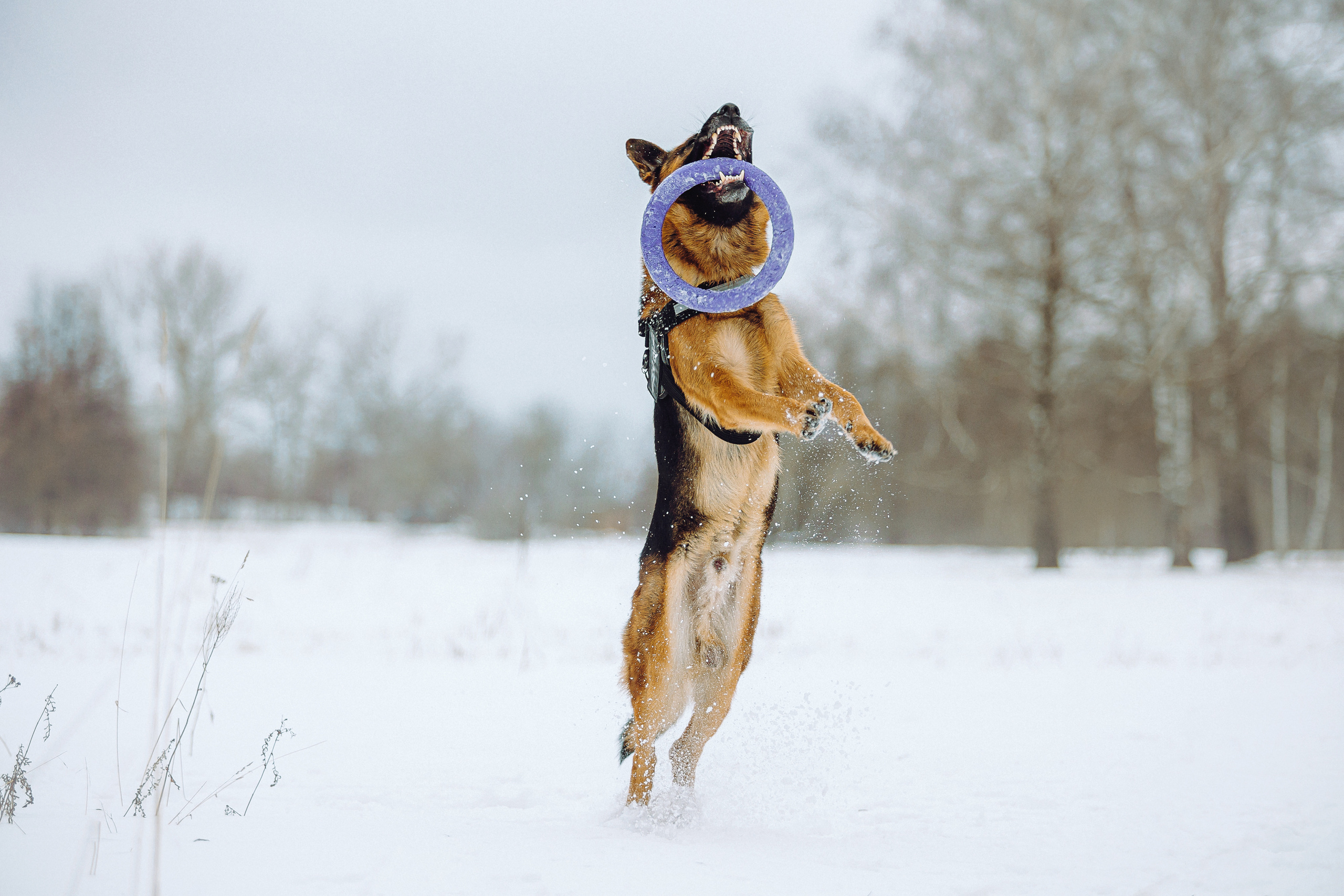 Джим, Лила и их семья