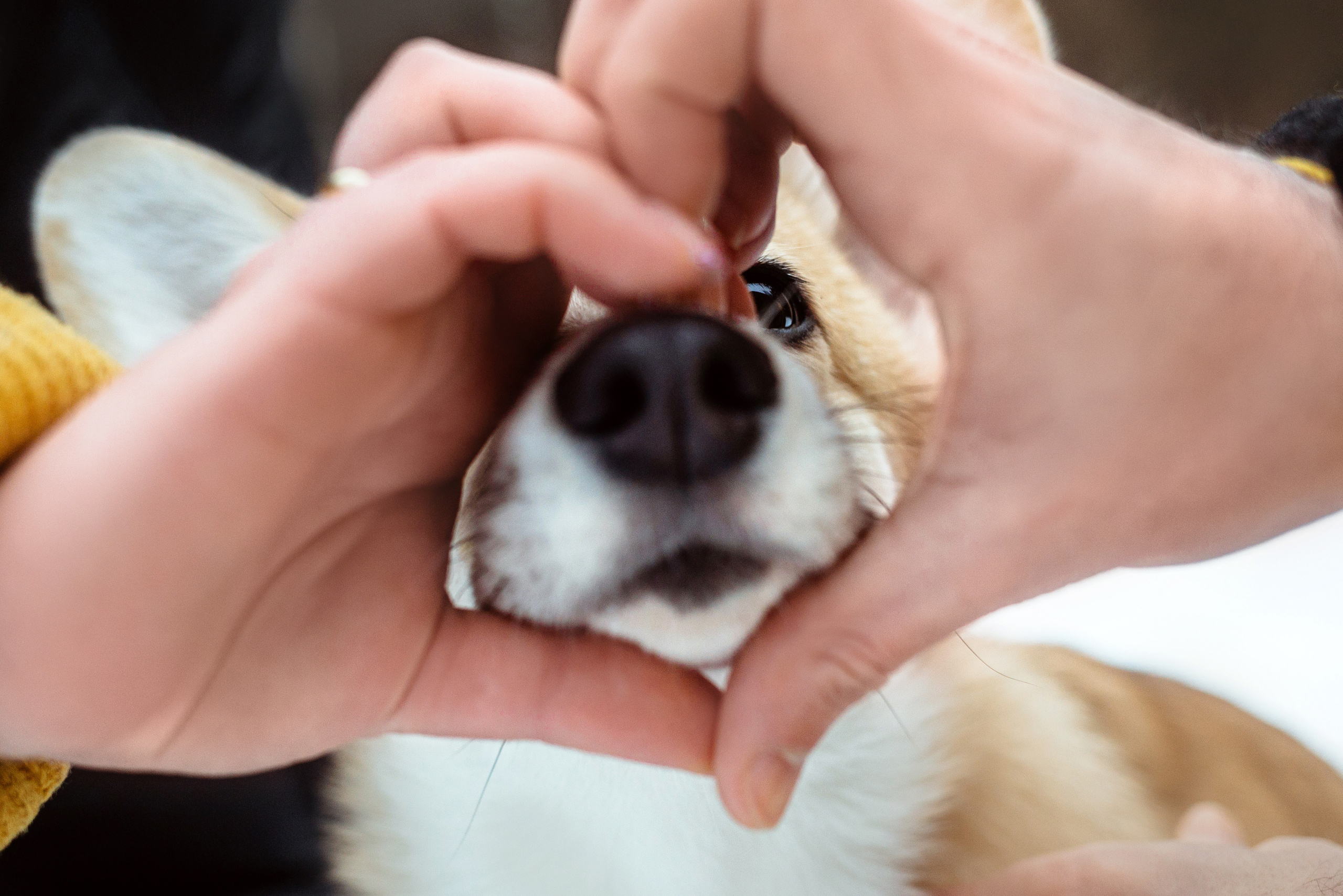 День Рождения Джерри