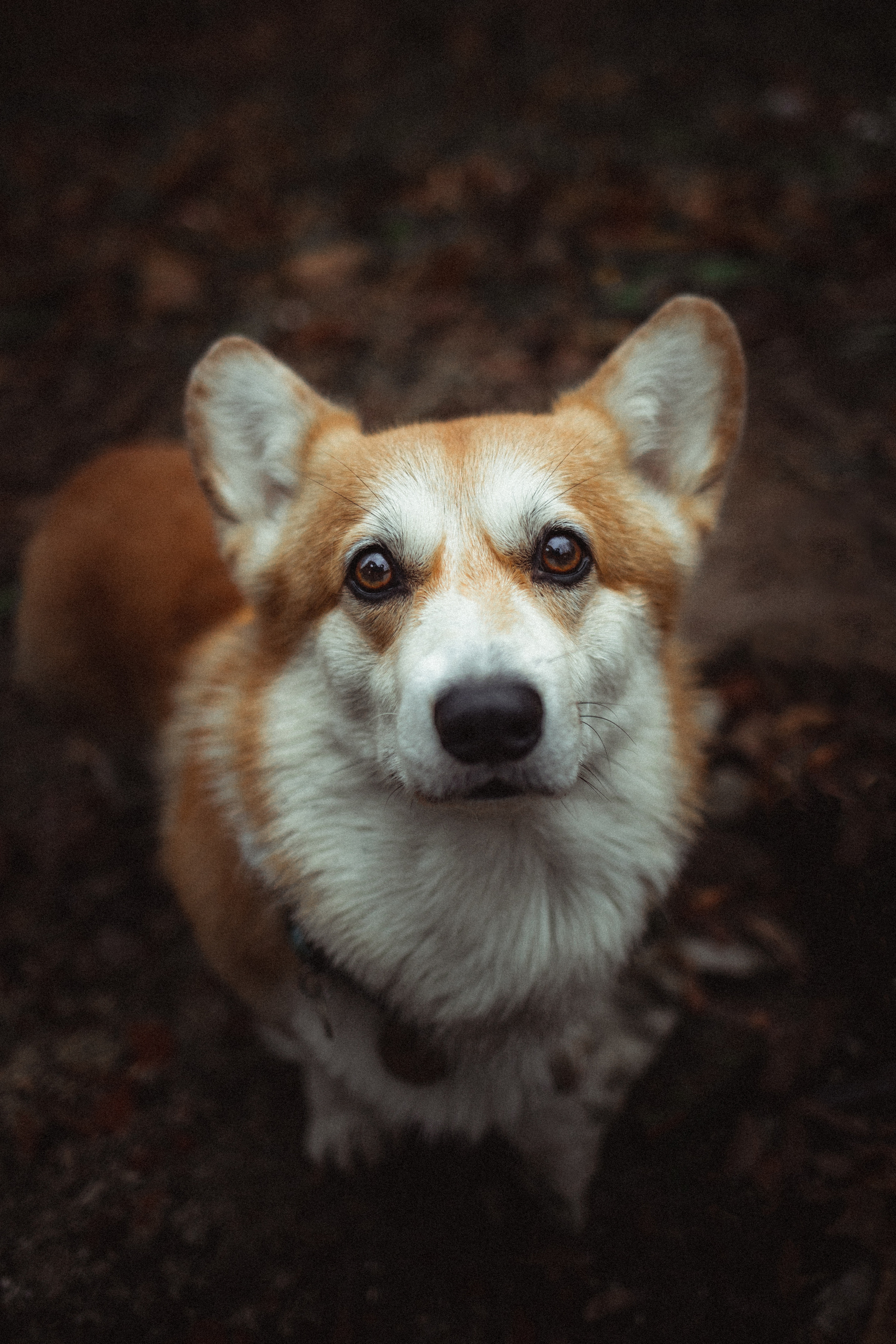 Алена, Фелек и Камю