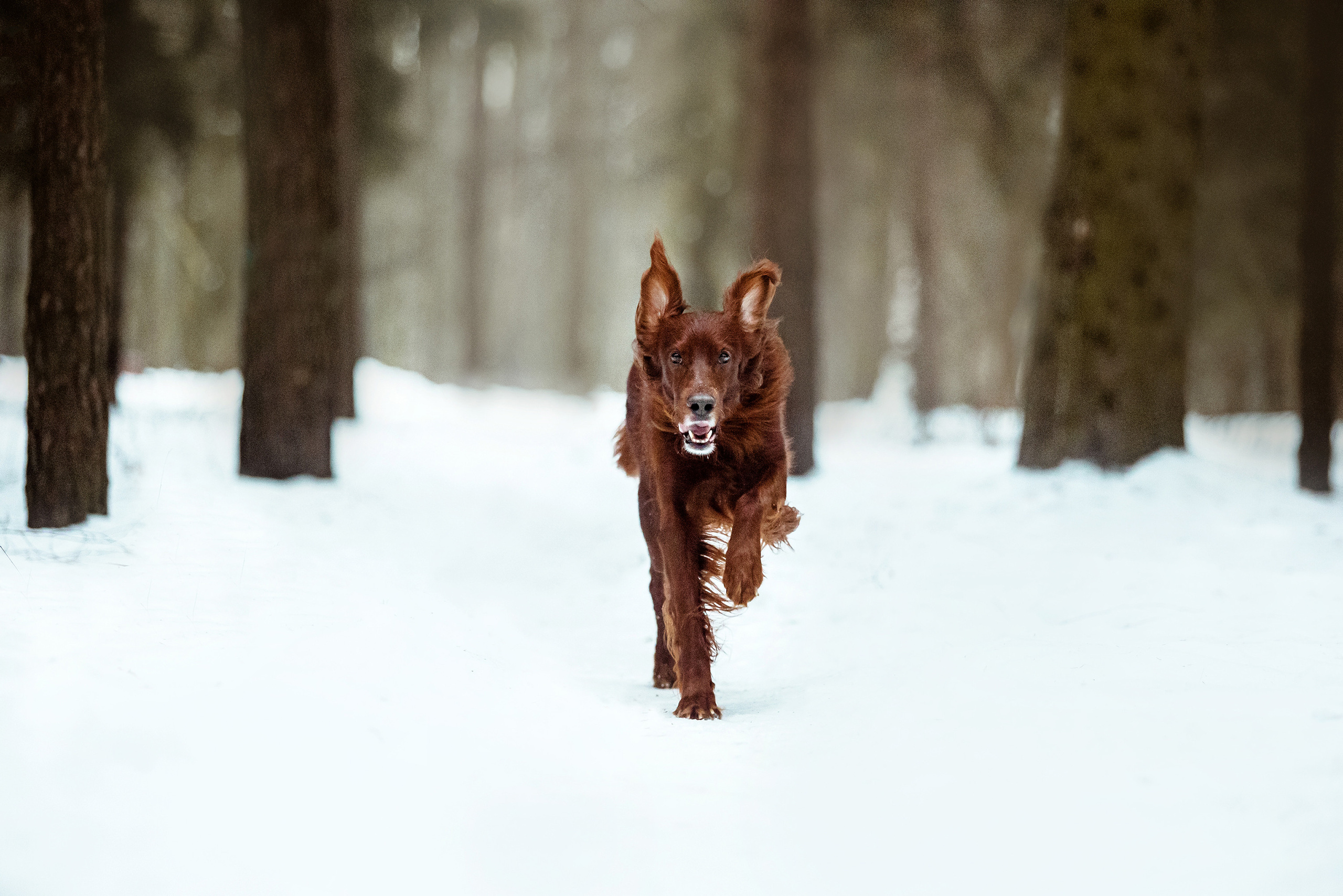 День Рождения Джерри