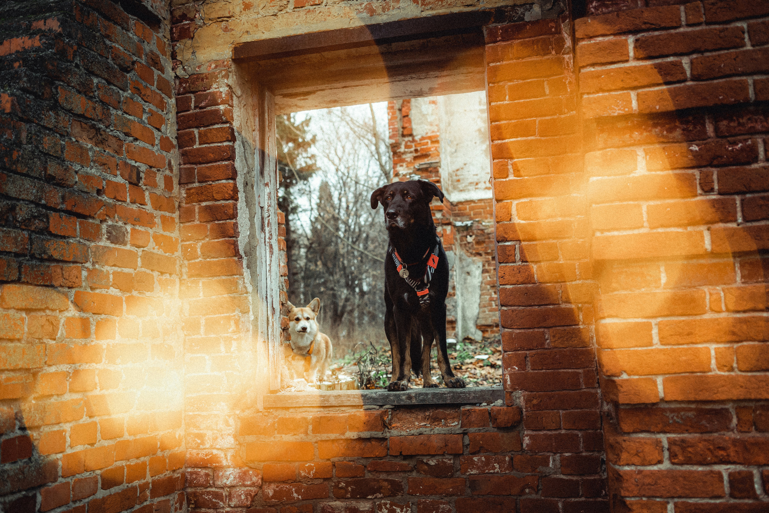 Алена, Фелек и Камю