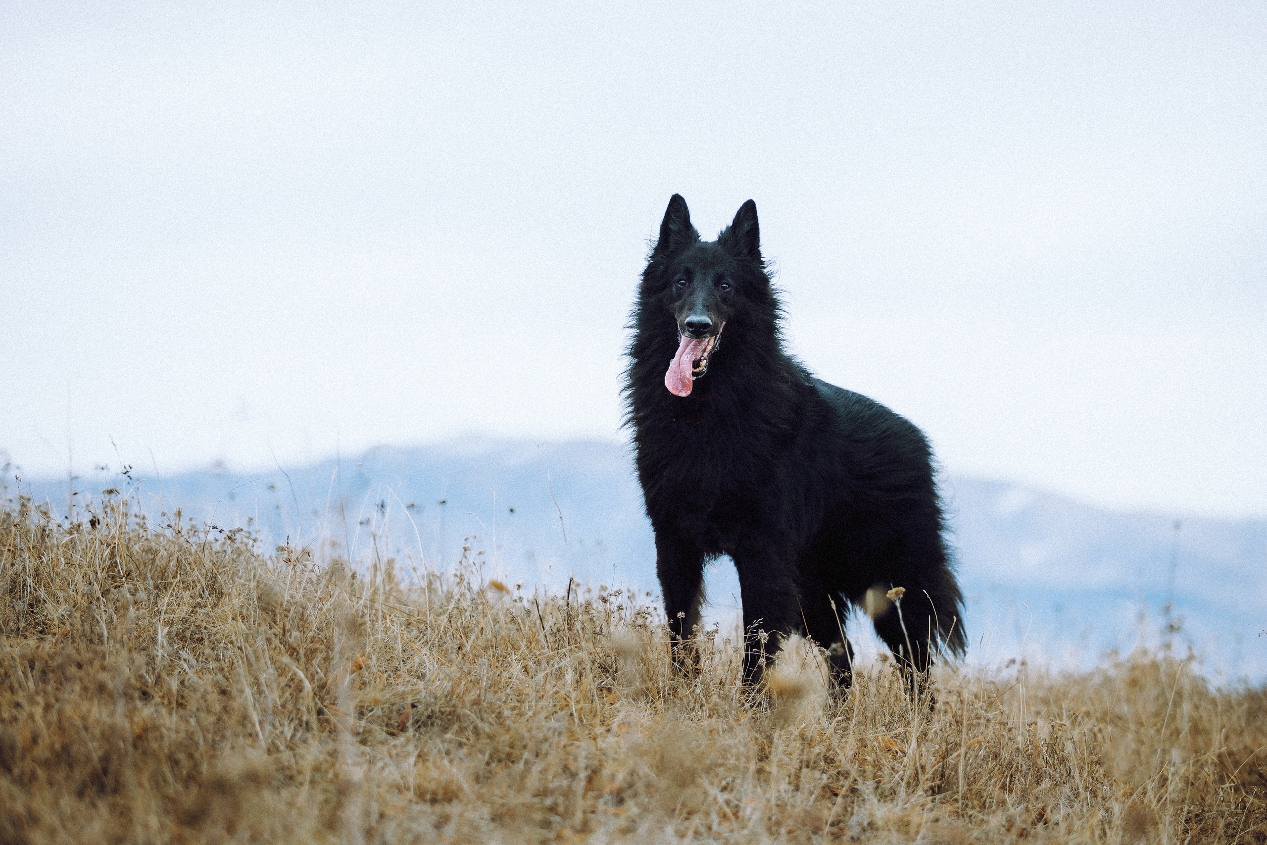 Йаррхи, Антар и их семья