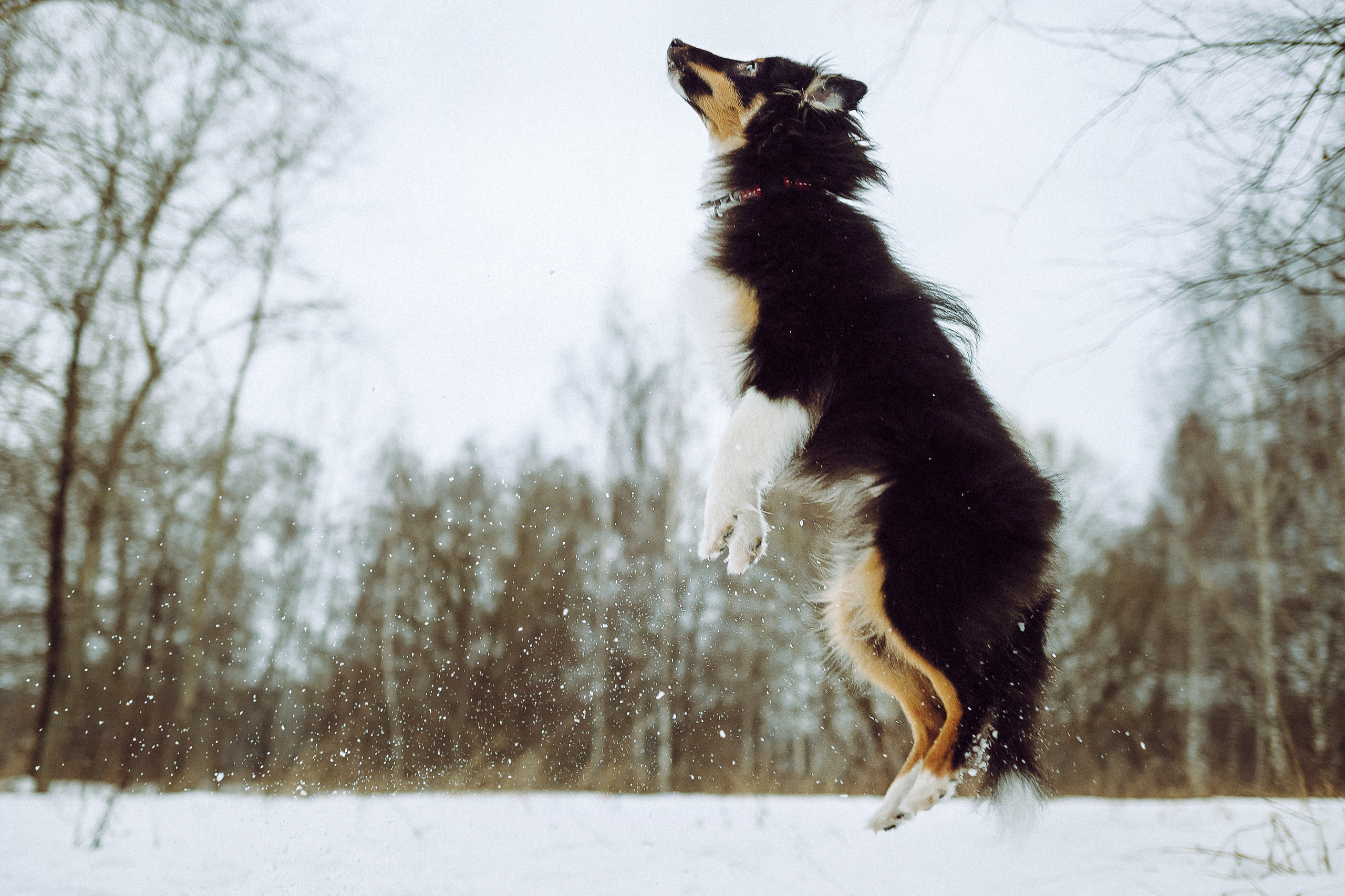 Джим, Лила и их семья