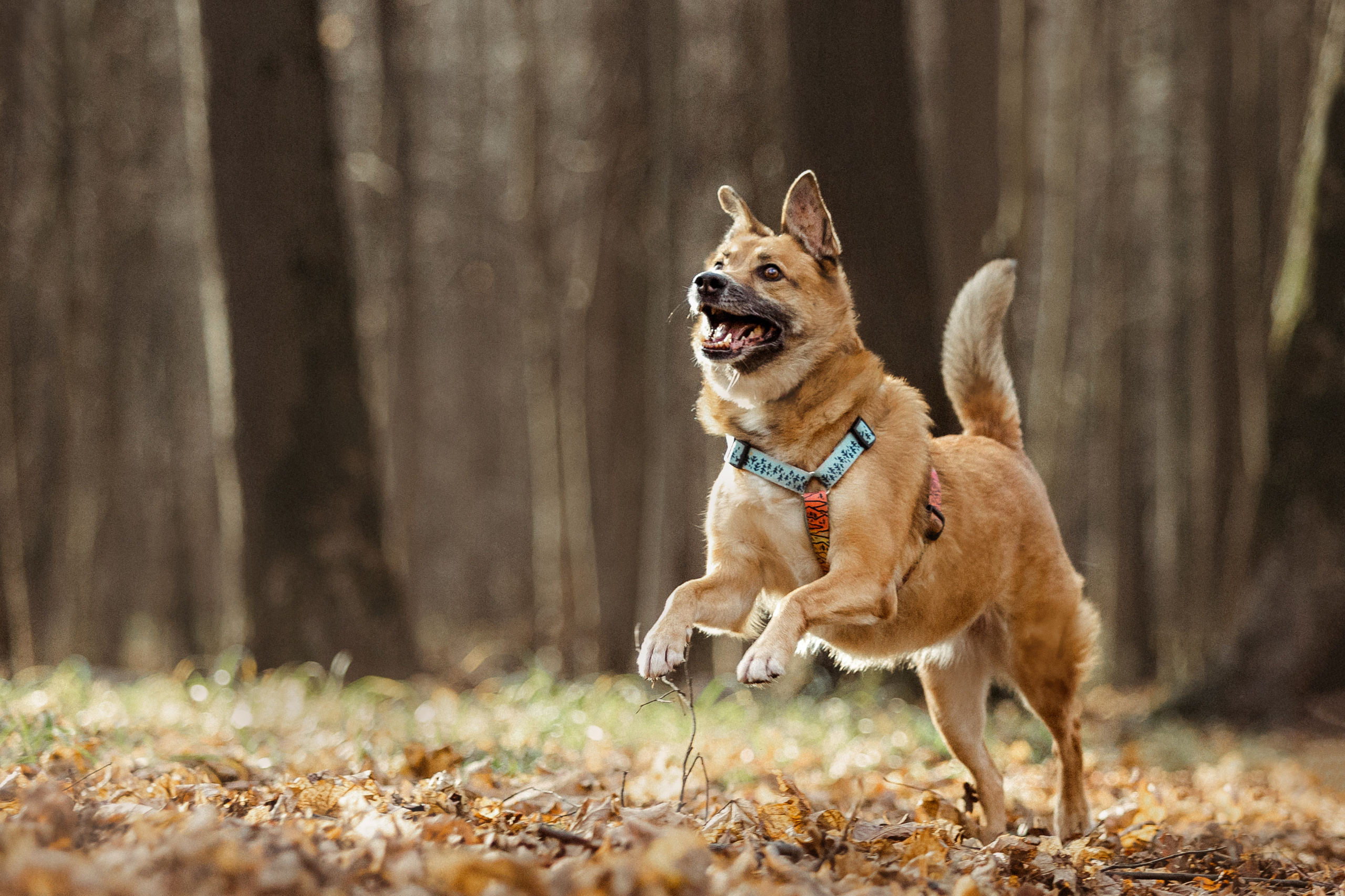 Лика и ее семья