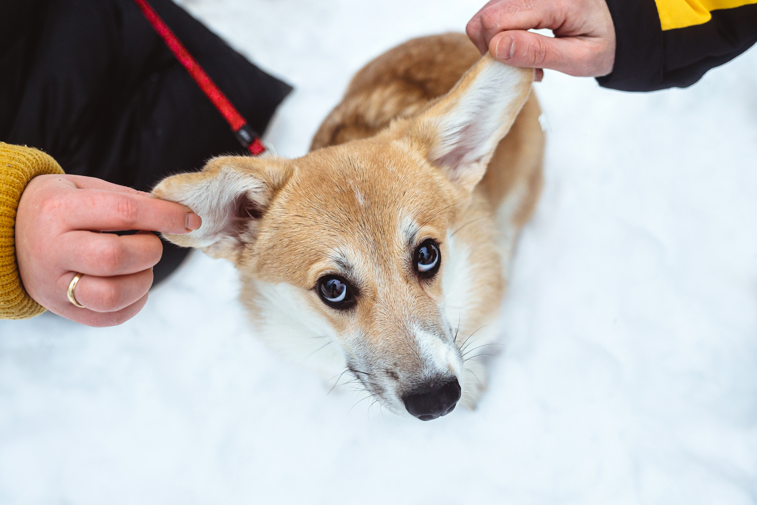 День Рождения Джерри