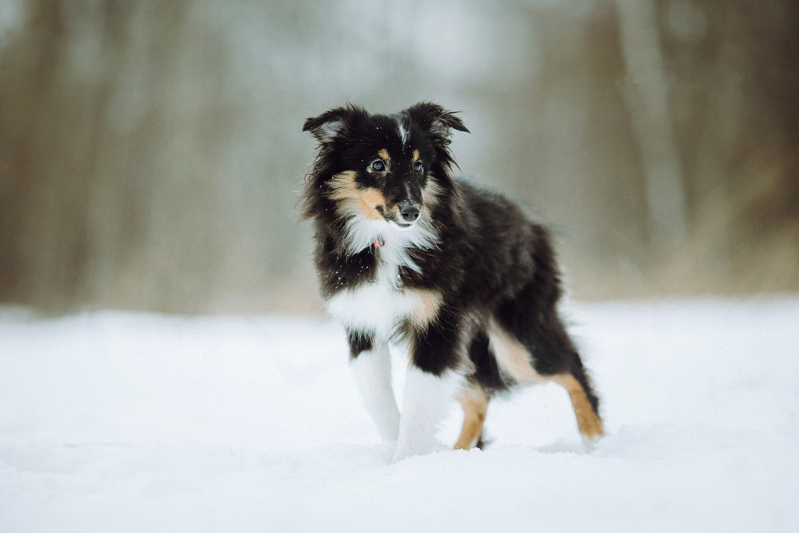 Джим, Лила и их семья