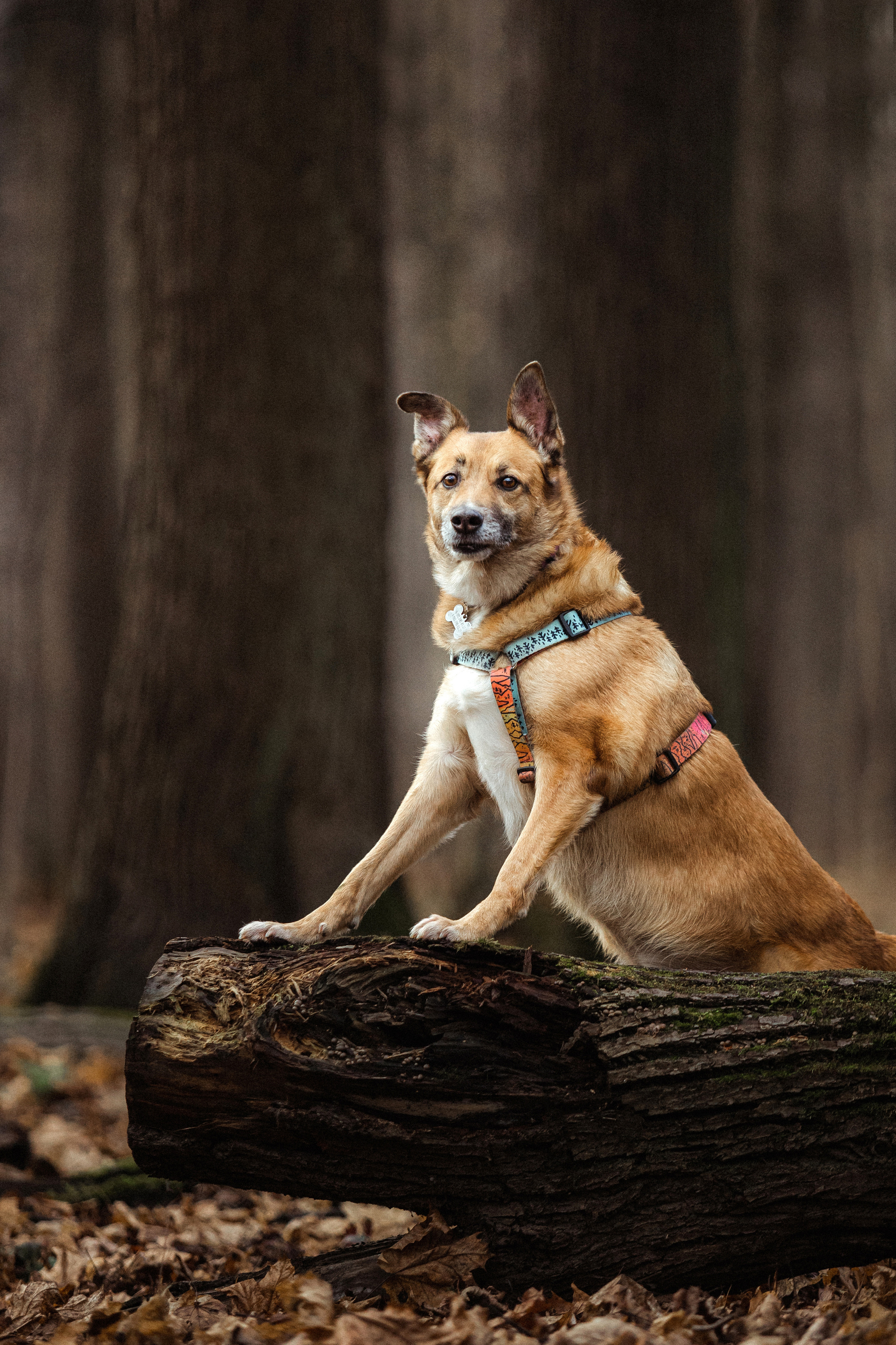 Лика и ее семья