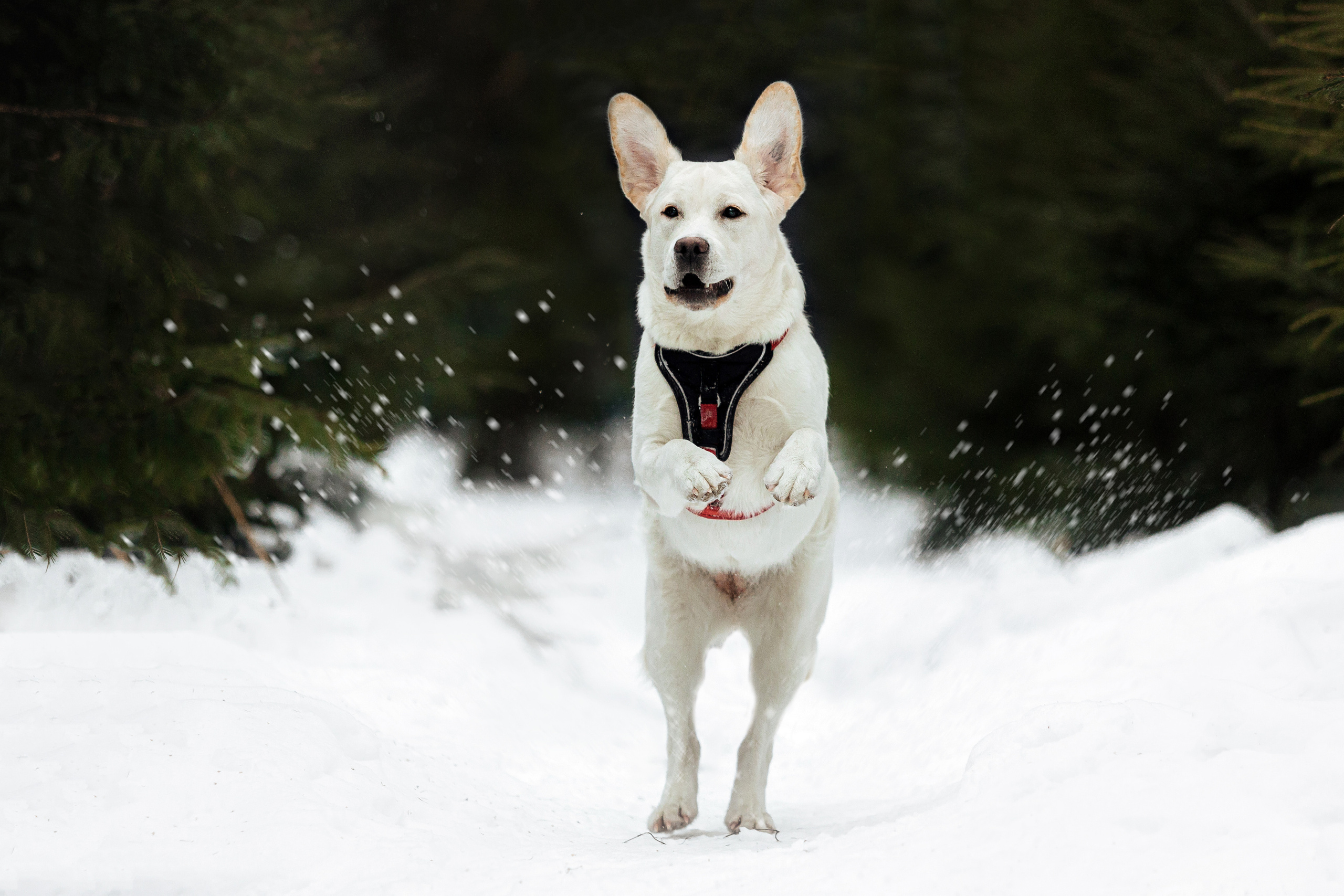 Челси и ее семья
