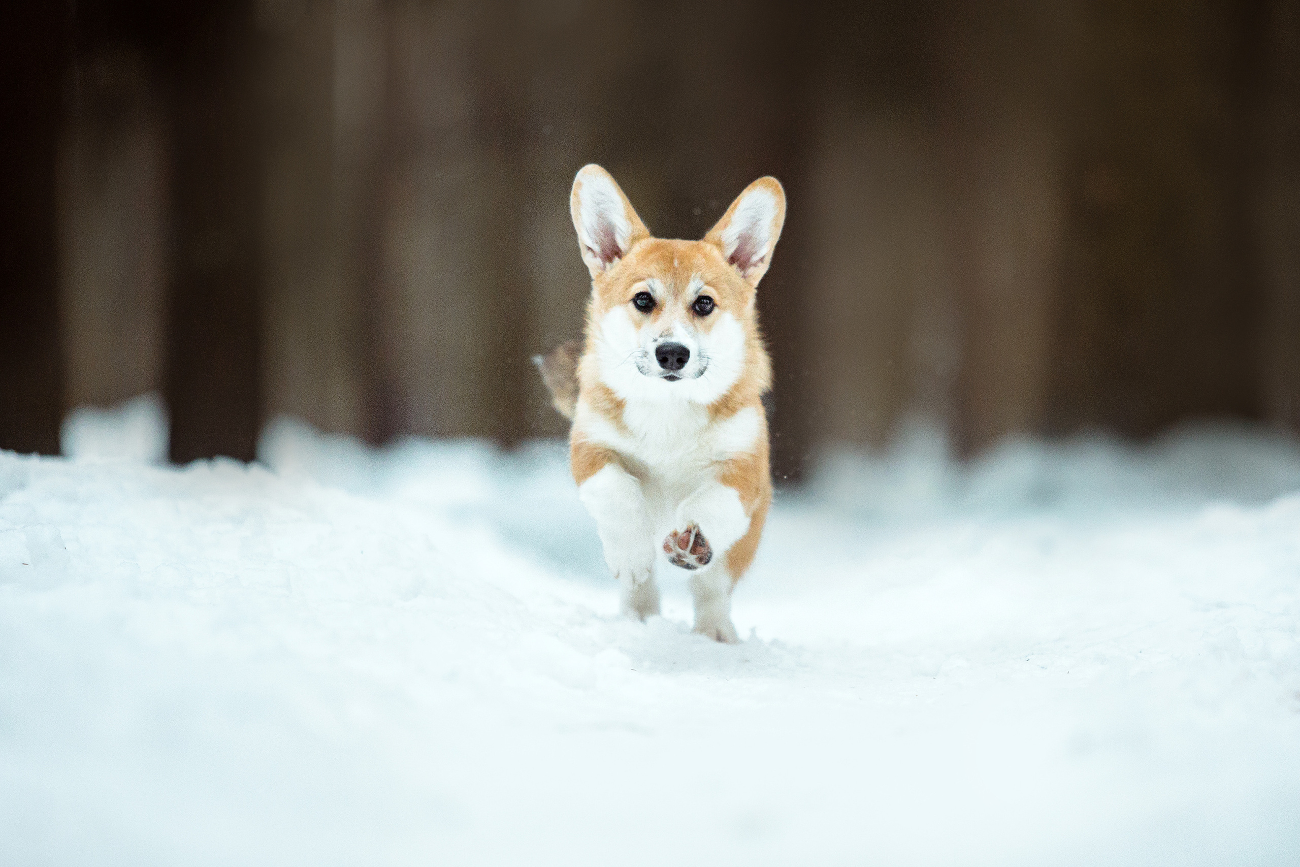 День Рождения Джерри
