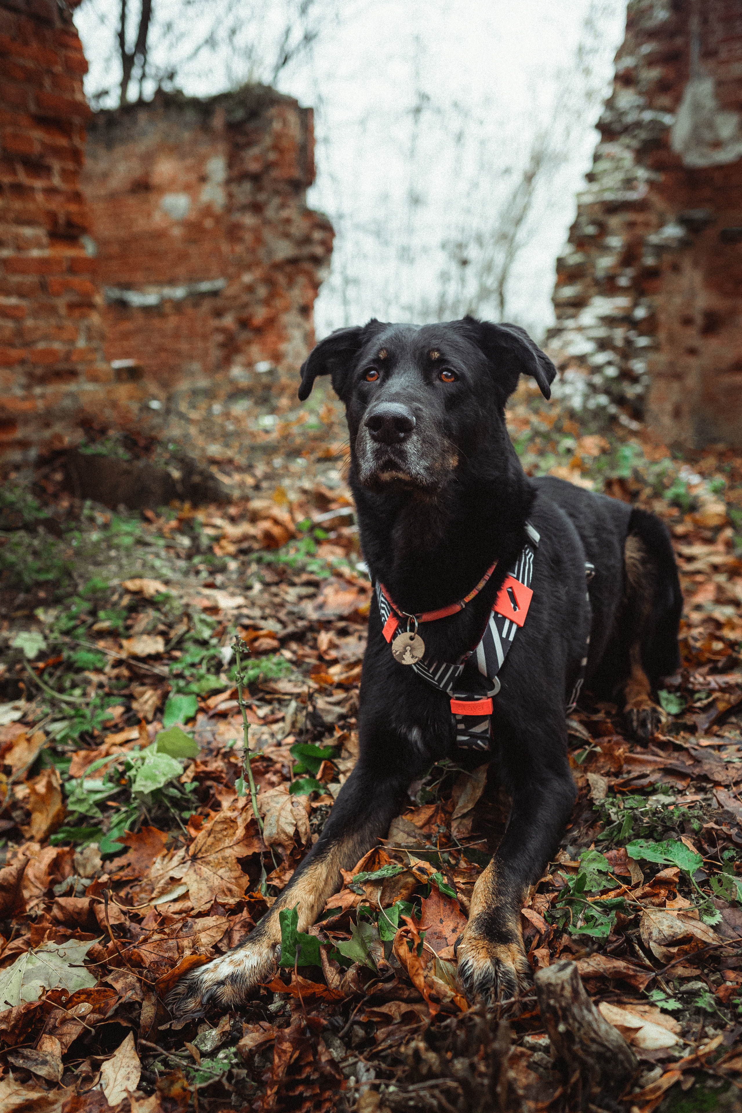 Алена, Фелек и Камю