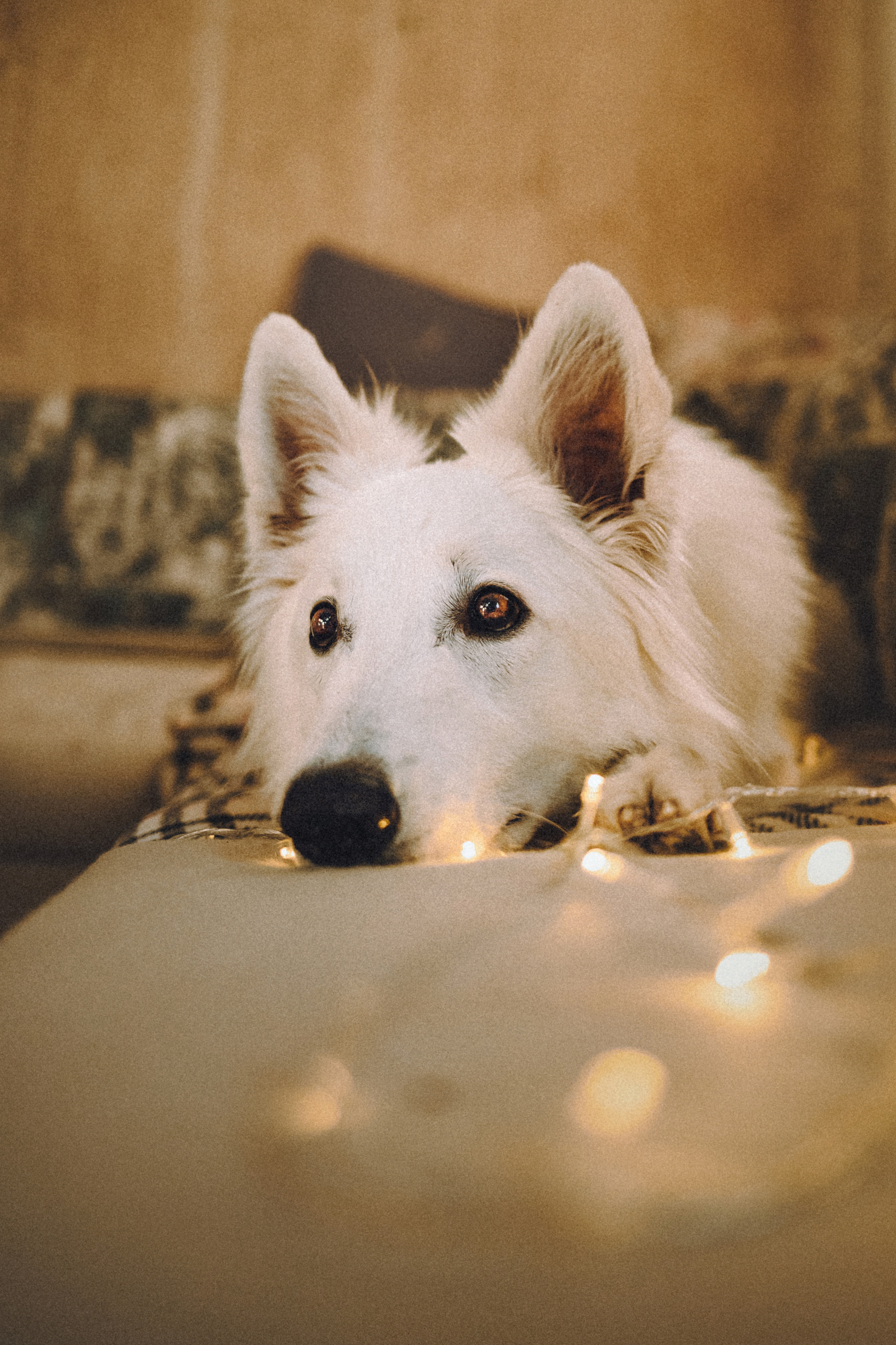 Оля, Саша и Юки