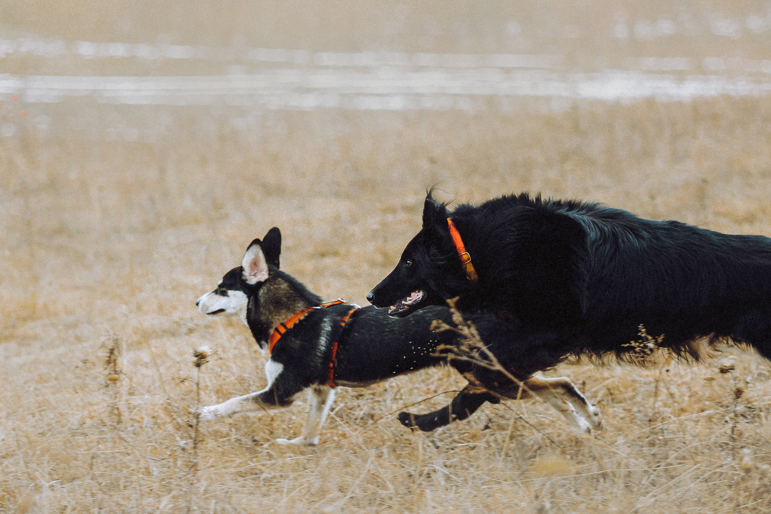 Йаррхи, Антар и их семья