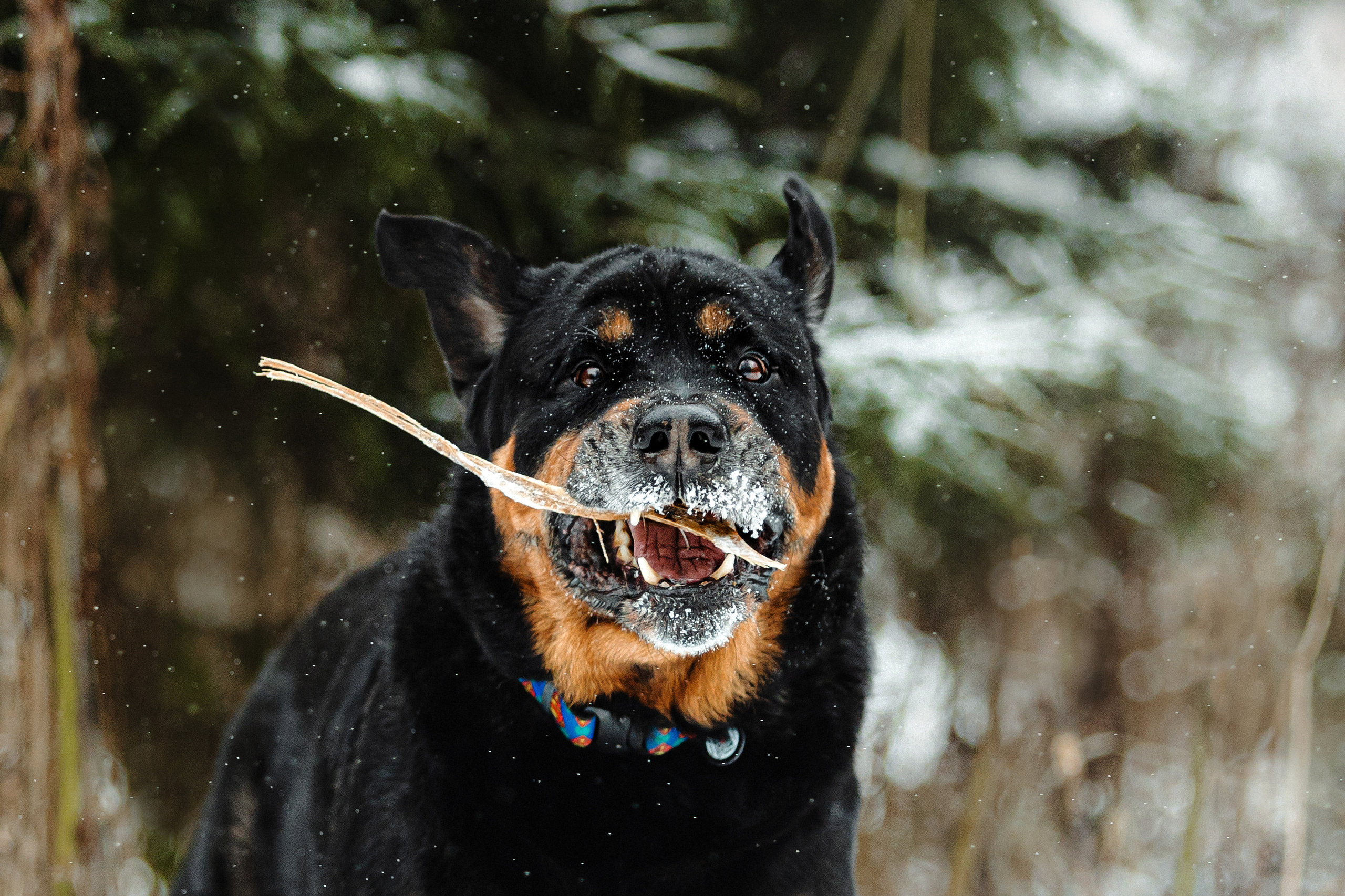 Батлер и его семья