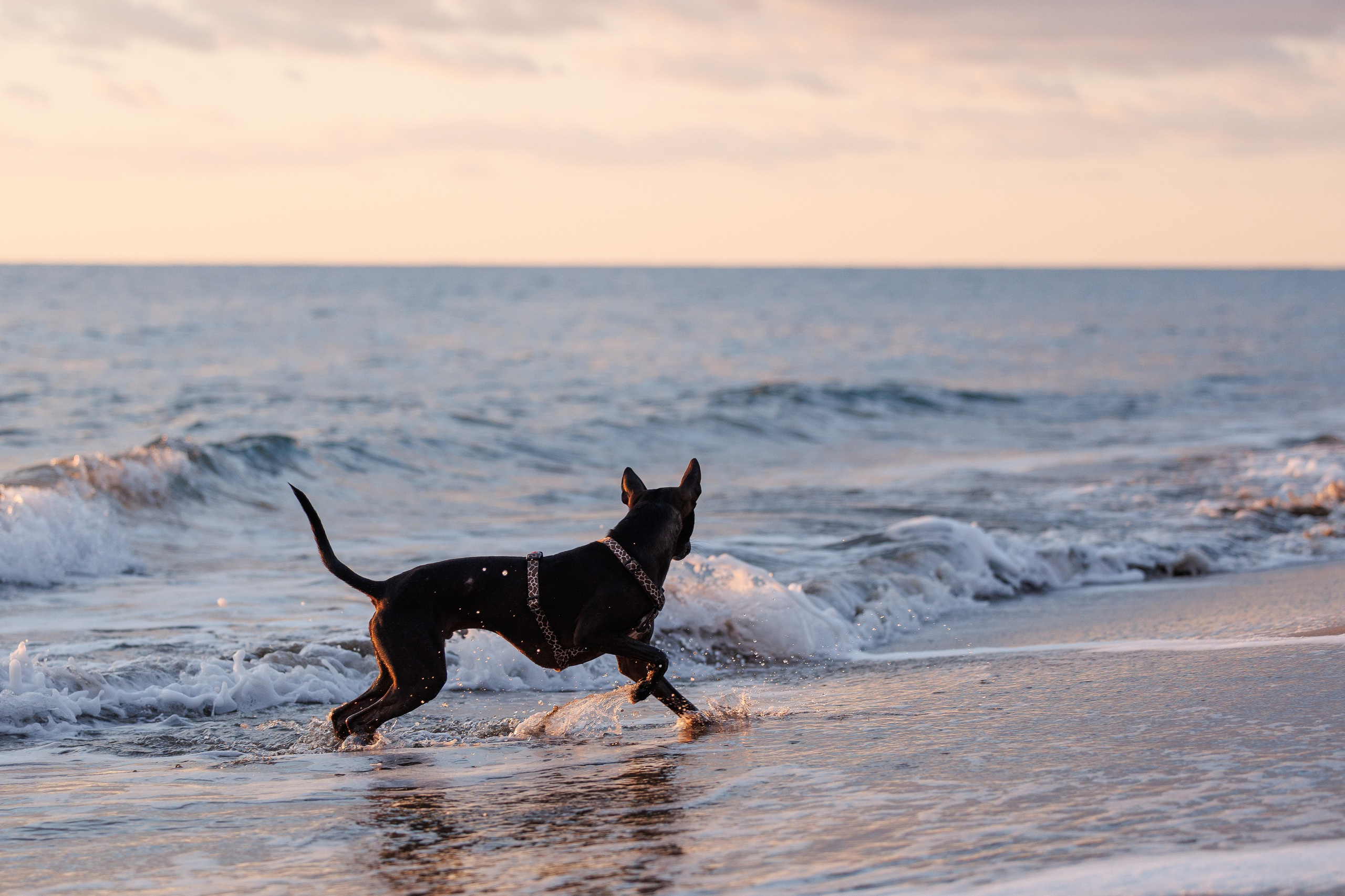 Финик. Фотограф анималист в Казани Алина Сулейманова. Фотограф животных