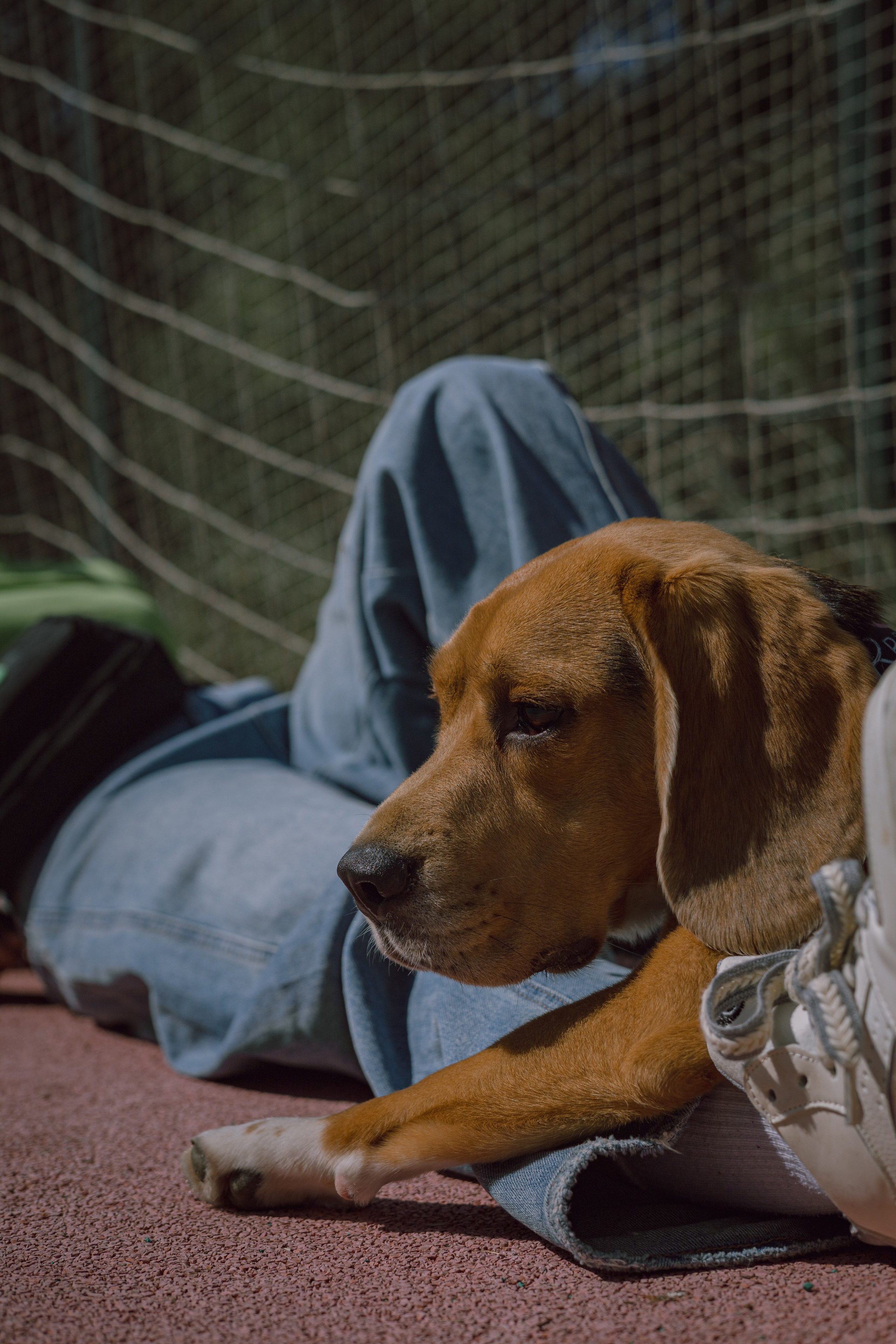 Оуджи и Катя. Фотограф — анималист •love-story•|Санкт-Петербург