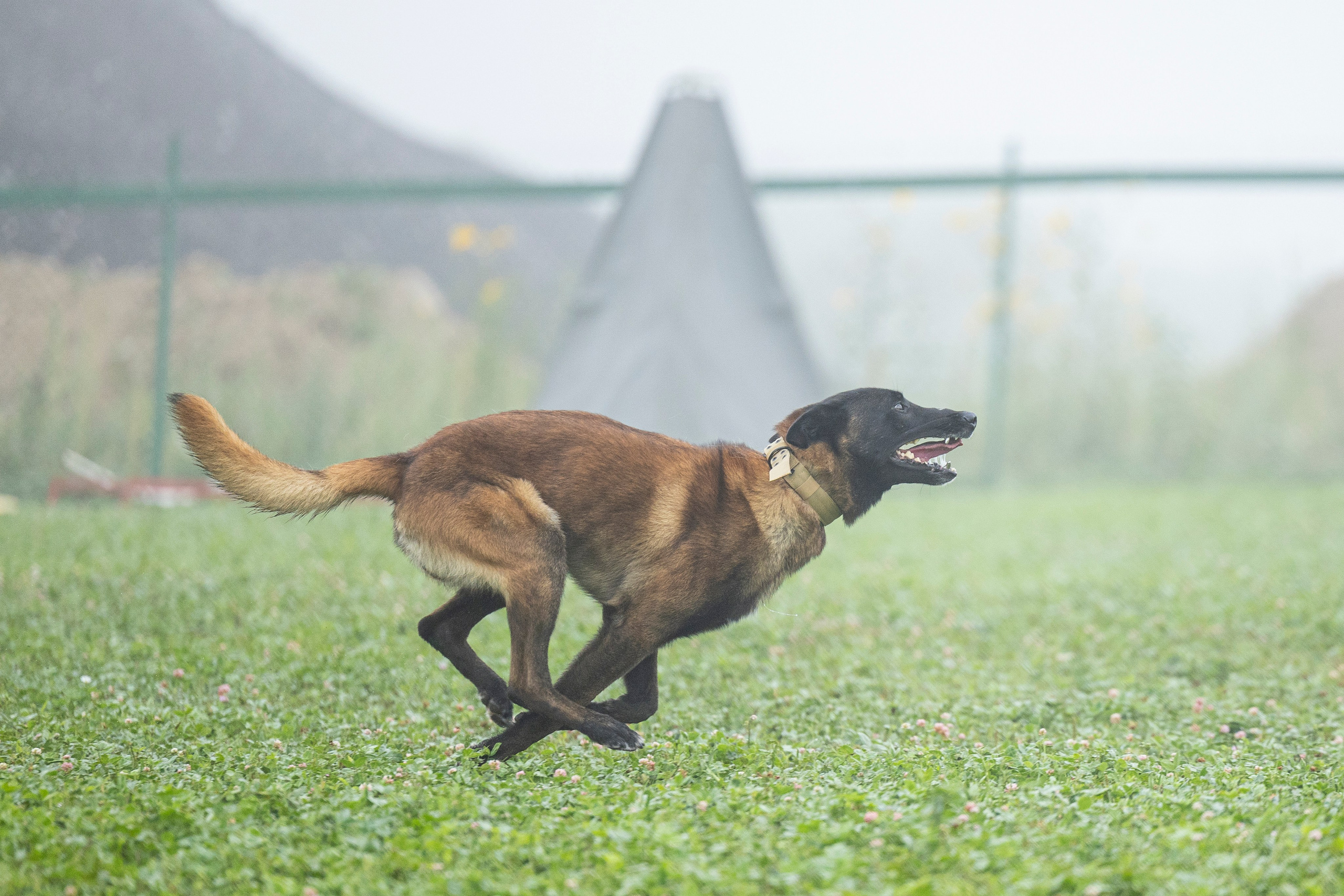 Соревнования по Мондьорингу г. Вологда 10-11.08.2024. Фотограф-анималист Анна Маринич