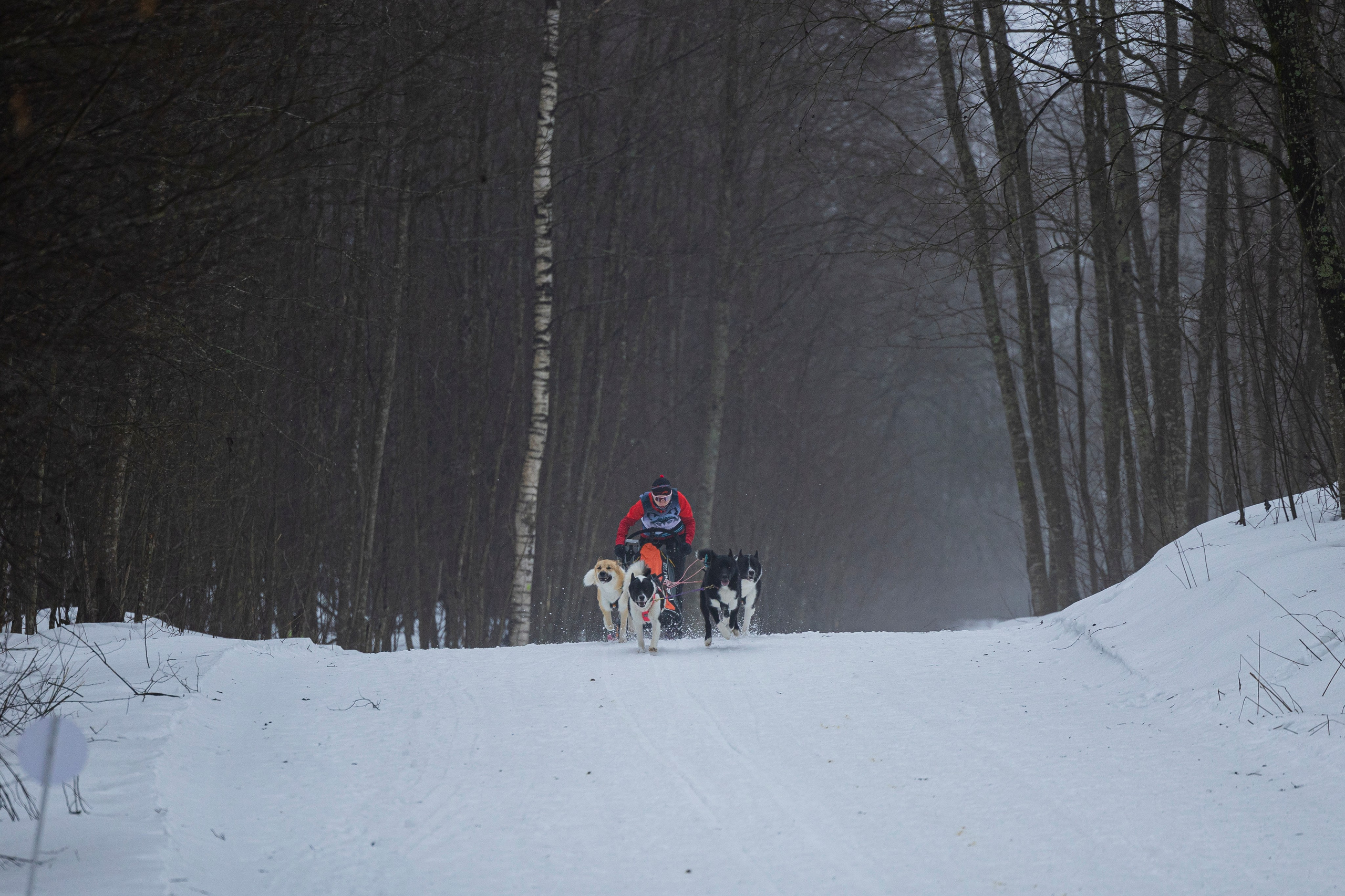 Зимний Чемпионат Санкт-Петербурга по ездовому спорту. Фотограф-анималист Анна Маринич