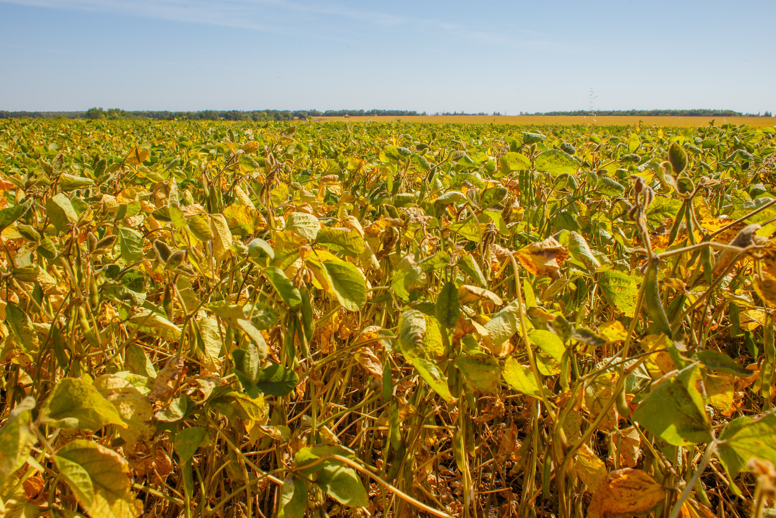 Агротерра. Фотограф Яков Поспехов