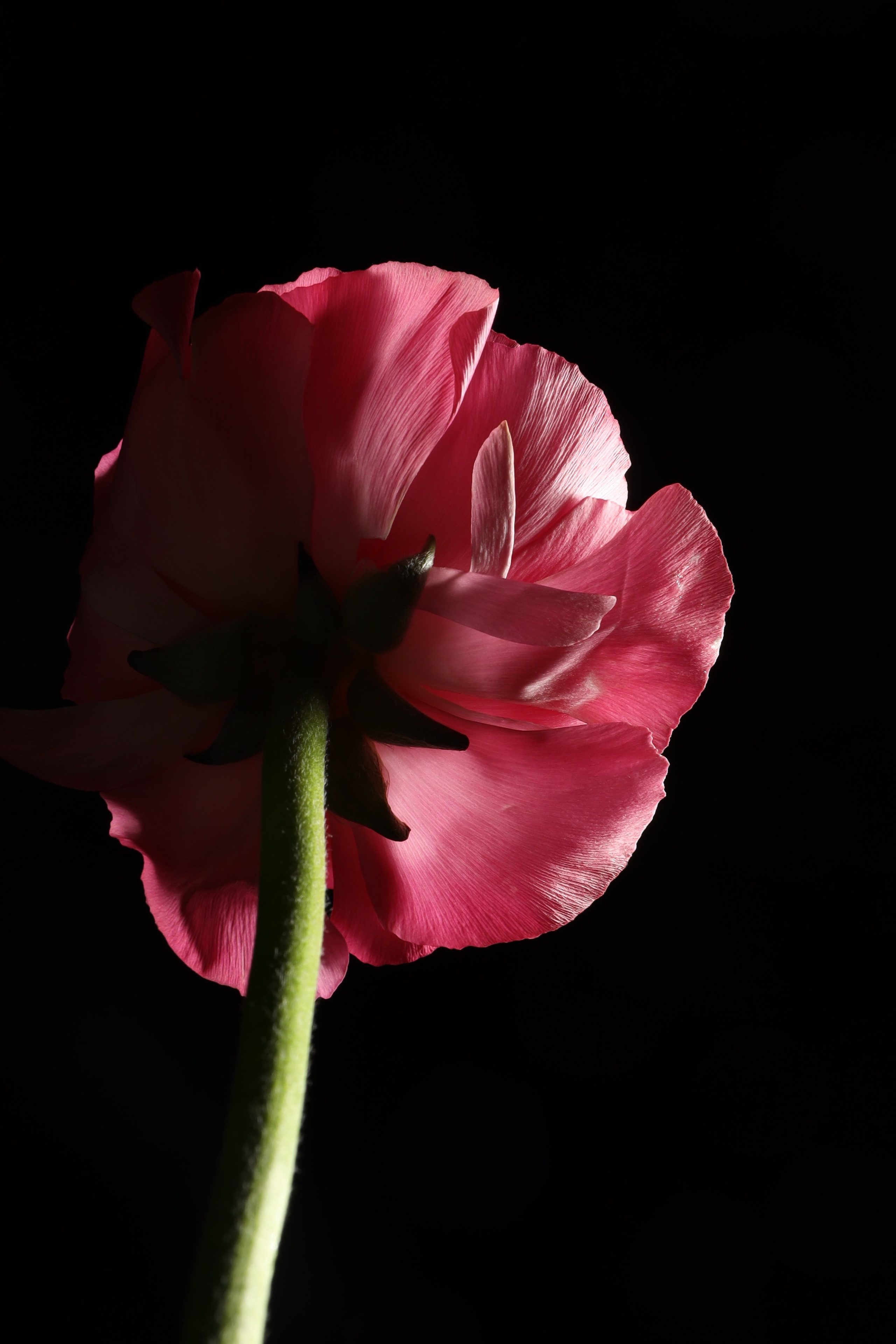 Предметная съемка. Фотограф Светлана Заплатина