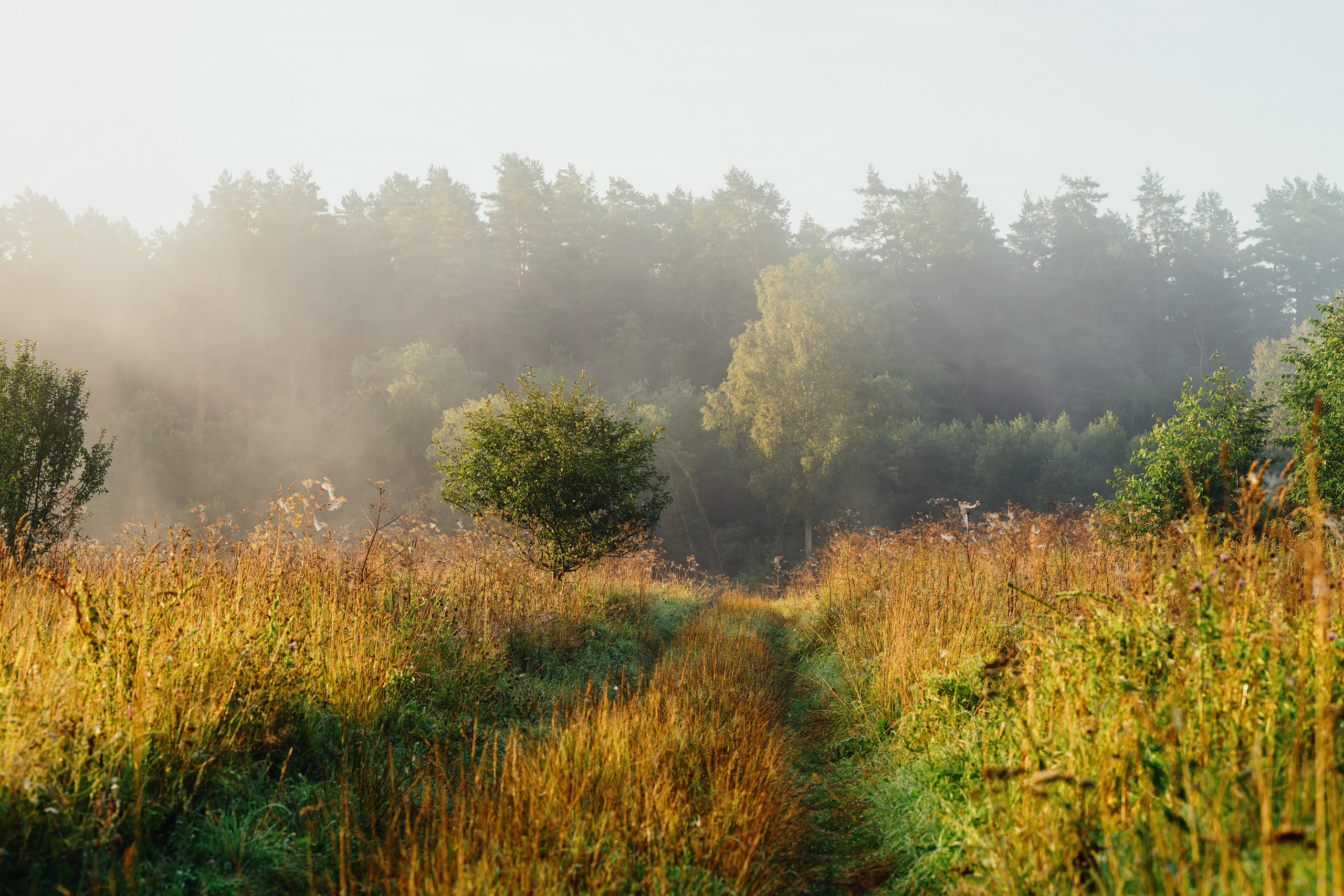 Фотографии Национальный парк Угра. Фотограф спортивные события, недвижимость, турбизнес