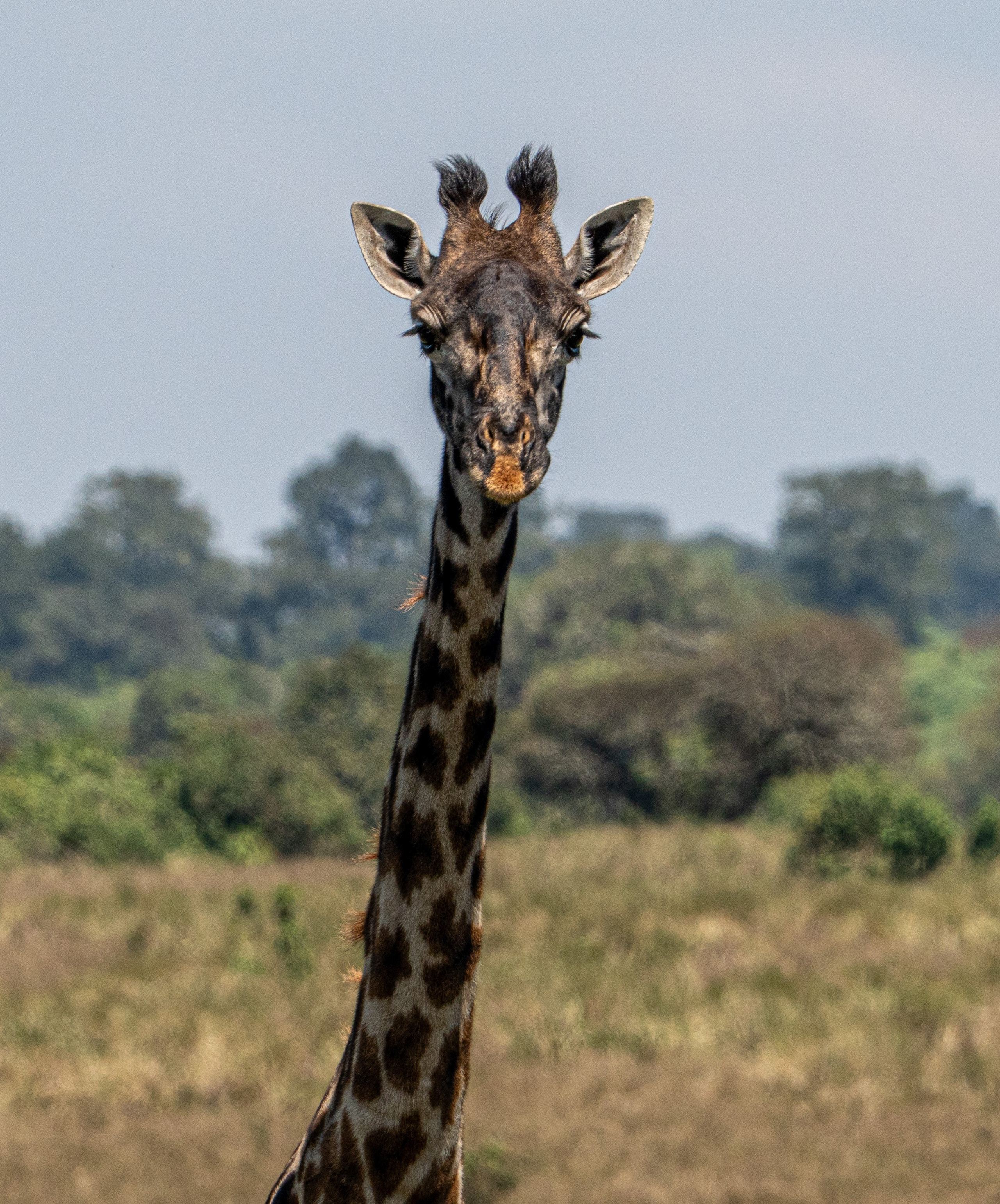 Танзания, сафари, 2025. Творческие сьемки