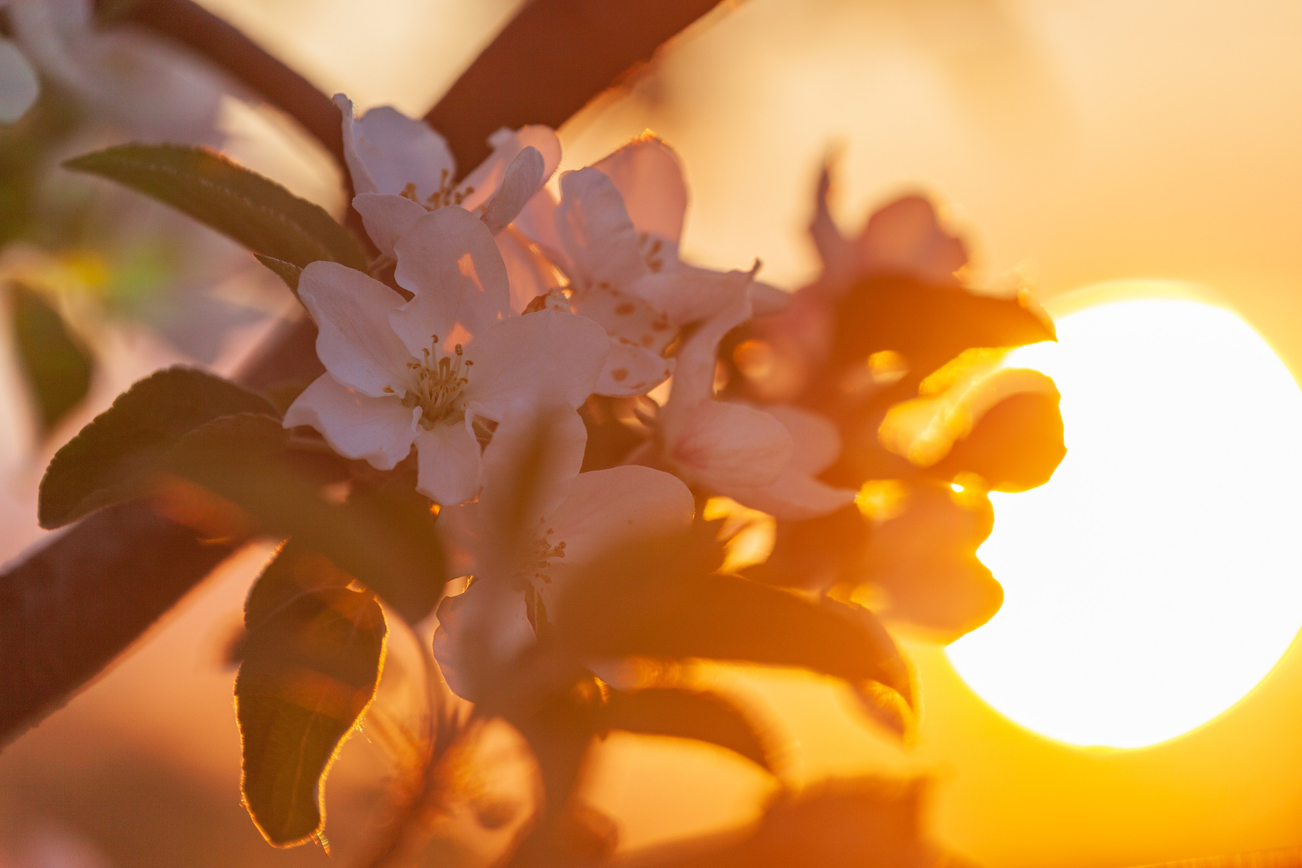 Яблоневый цвет. Фотохудожник Артём Парамонов