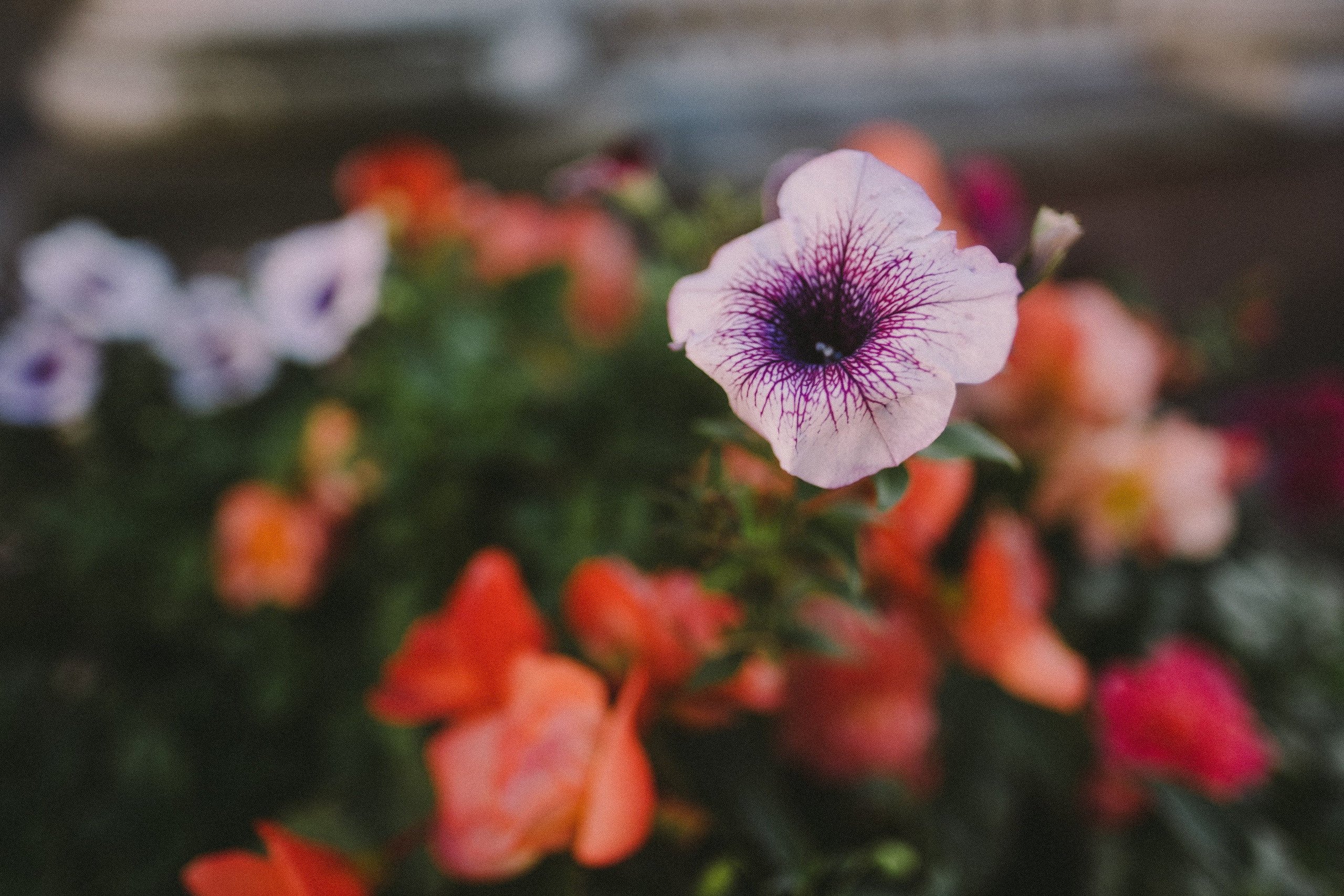 ЦВЕТЫ АНАСТАСИИ. Фотограф Андрей Копий. Фотосъёмка в Нижнем Новгороде и Москве