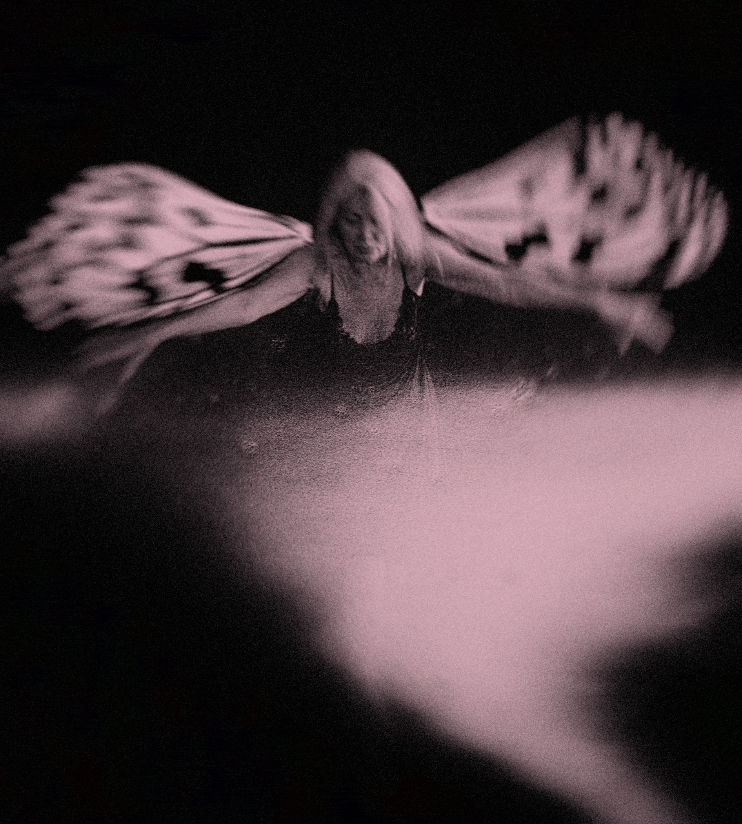 Бабочка. Фотограф в Омске Екатерина Павлова