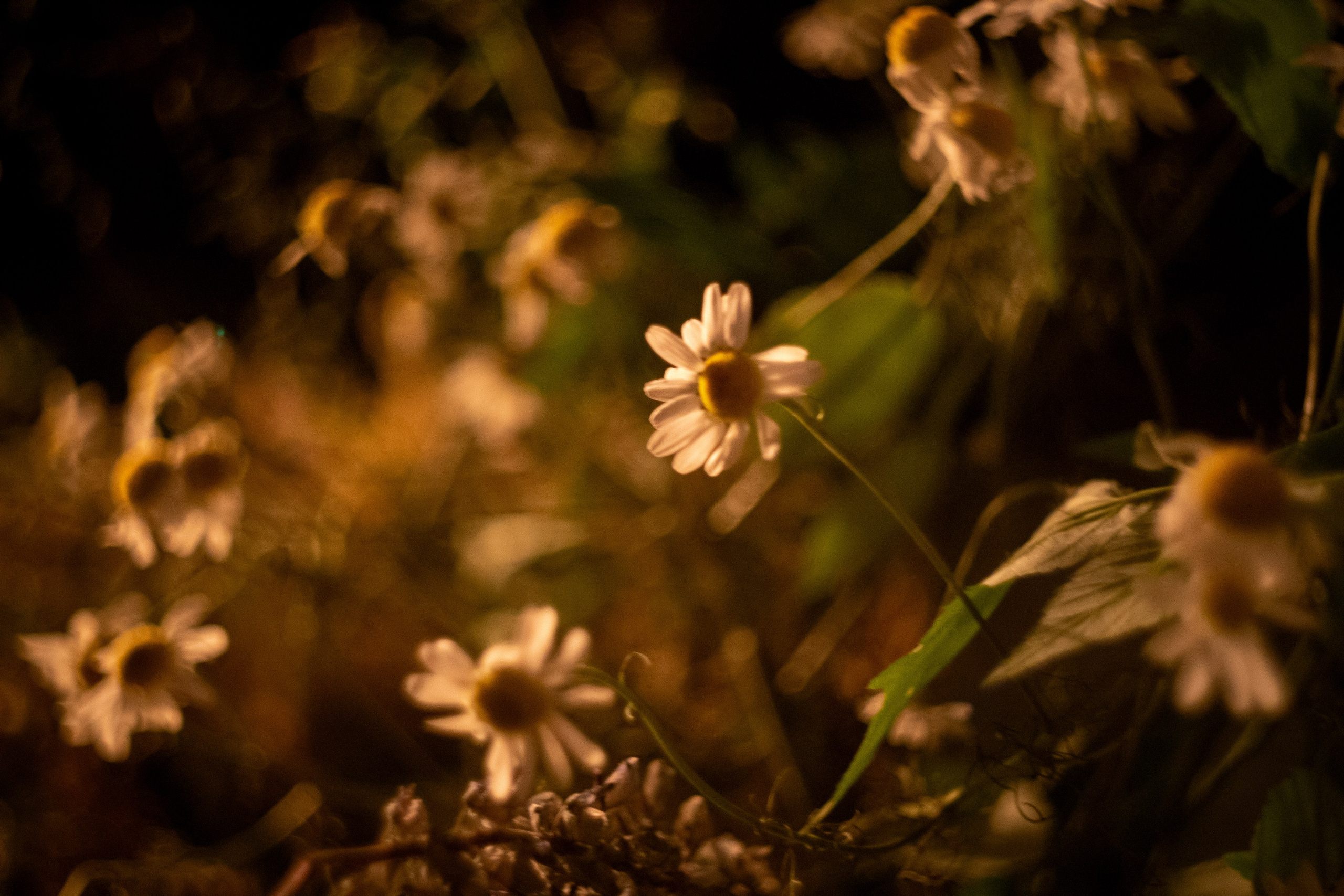 Максим и Варя. Фотограф в Москве Лера Юдина