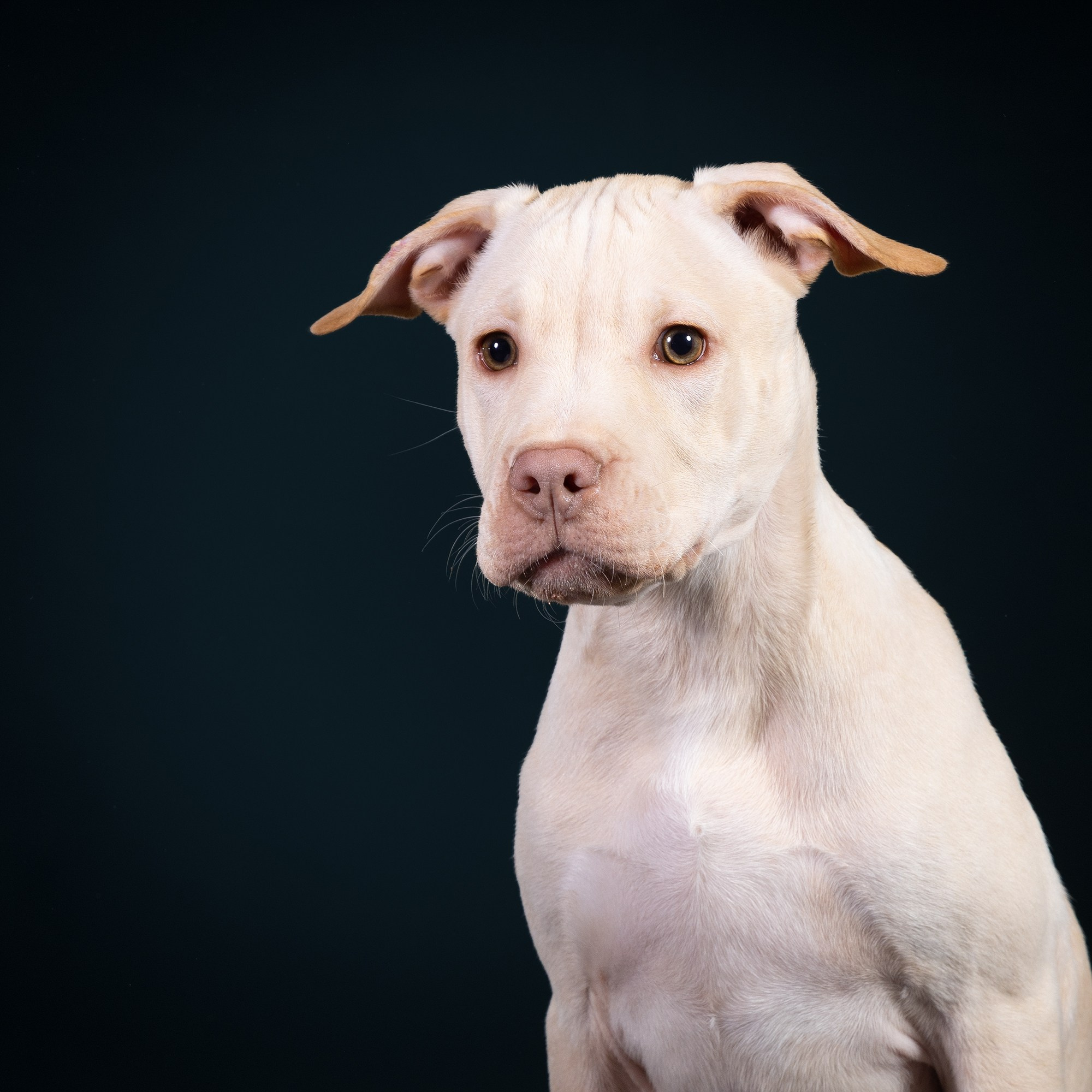 Небольшой отчёт о том, как прошли студиные фото дни. Фотограф-анималист Natalia Deingel | Фотосъемка собак в Москве