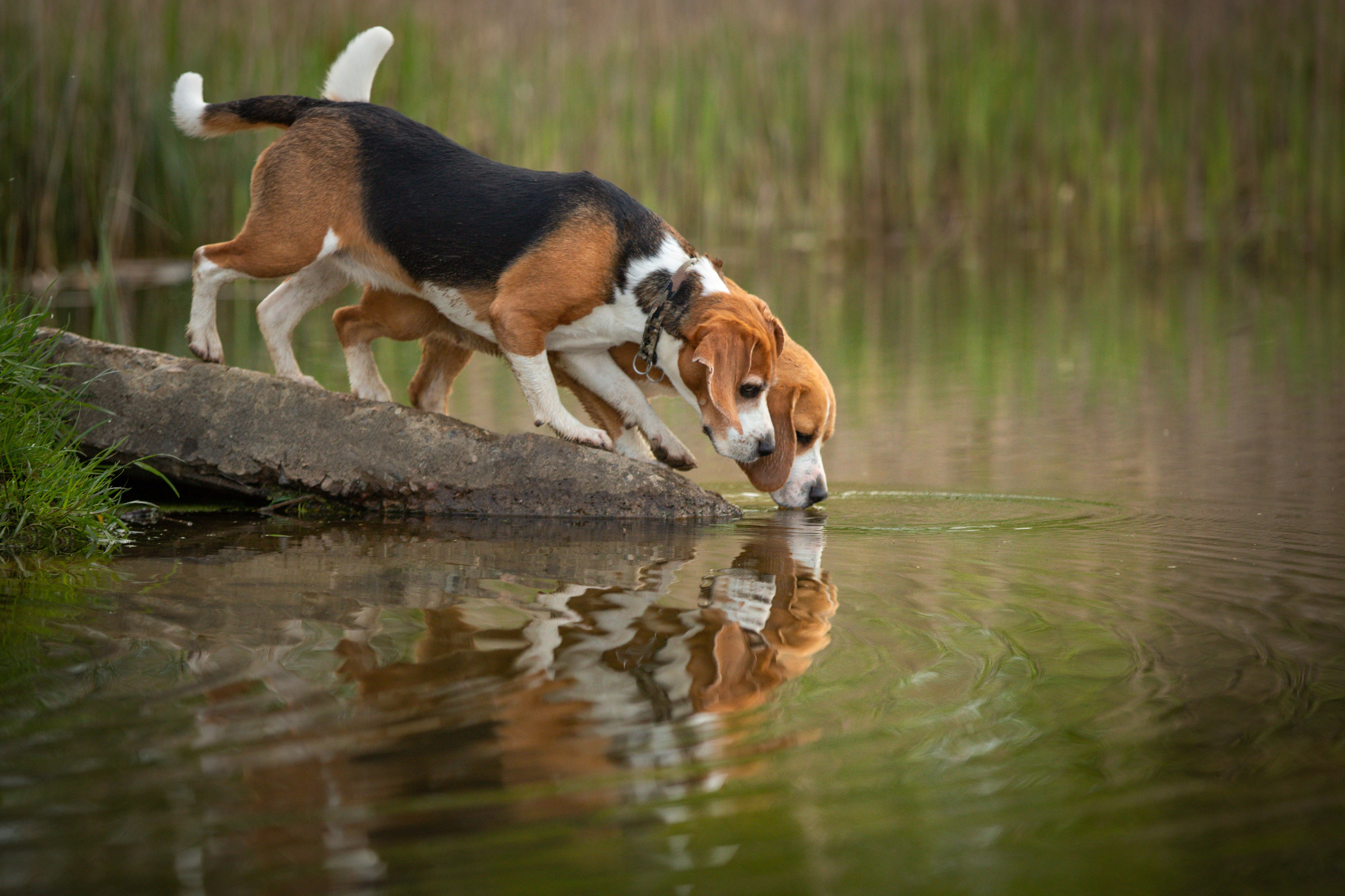 Бигли питомника КрисМэлл. Фотограф-анималист Natalia Deingel | Фотосъемка собак в Москве