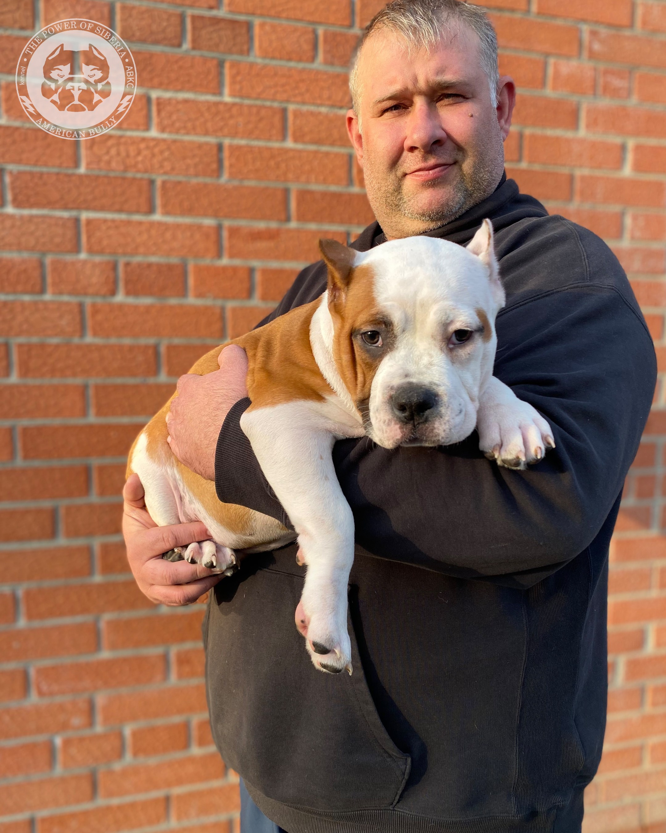 Свободные щенки Американский Булли стандарт и Свободные щенки Американский Булли классик. Американский Булли в г. Ростов-на-Дону. Питомник THE POWER OF SIBERIA