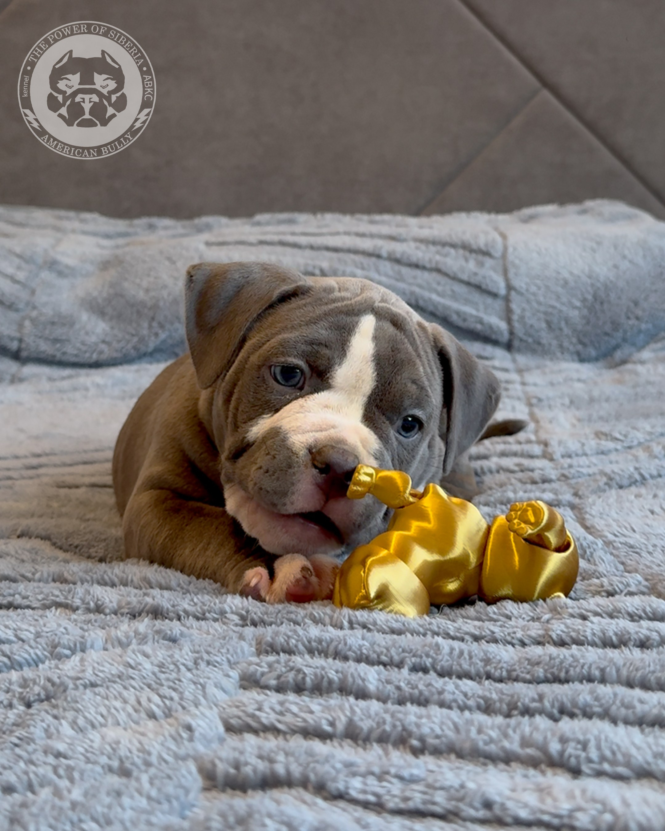 Свободные щенки Американский Булли, в типах покет, классик, стандарт. Американский Булли в г. Ростов-на-Дону. Питомник THE POWER OF SIBERIA
