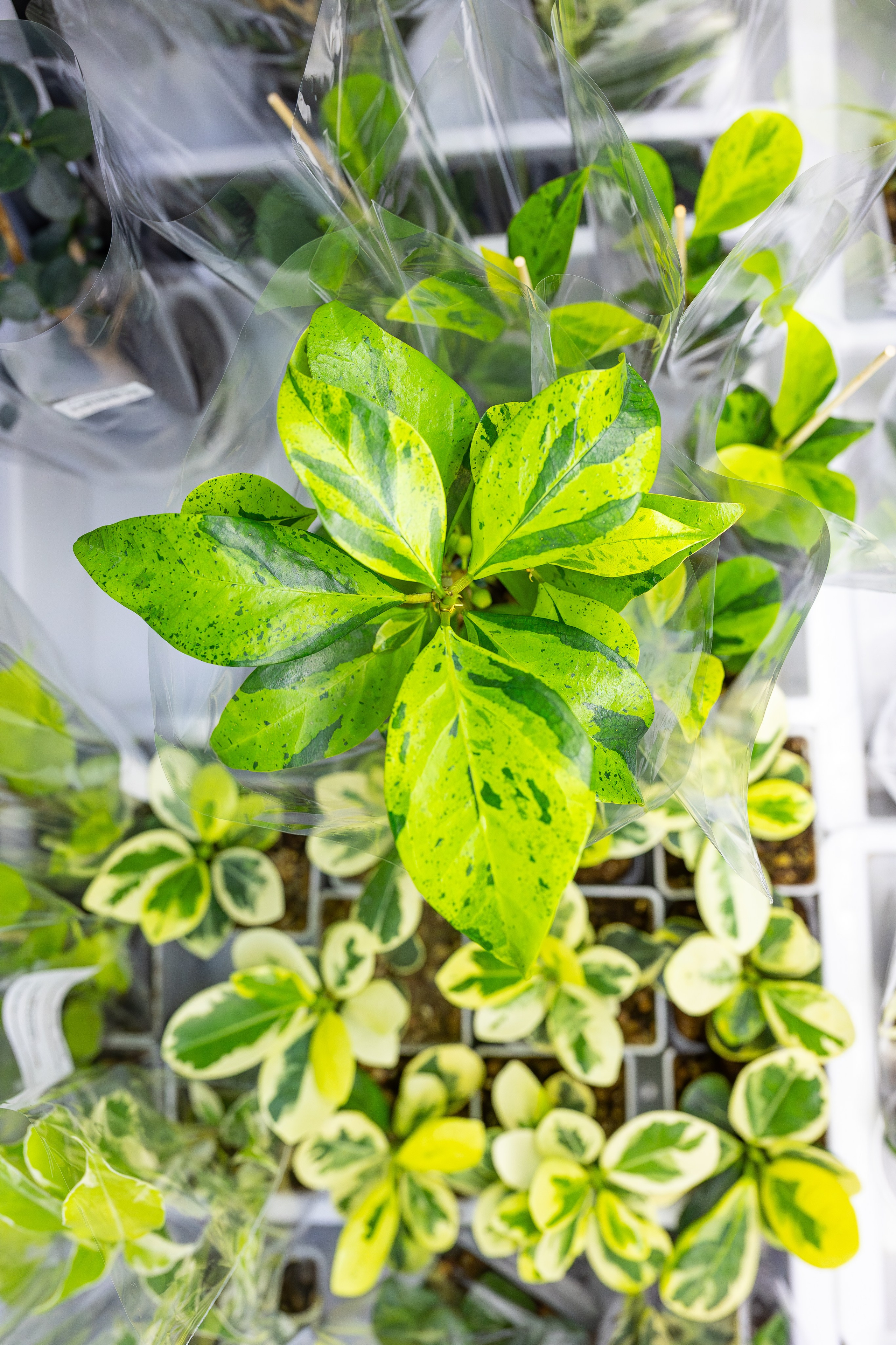 Монстериум апрель 2026. Александра Куликова фотограф, Москва