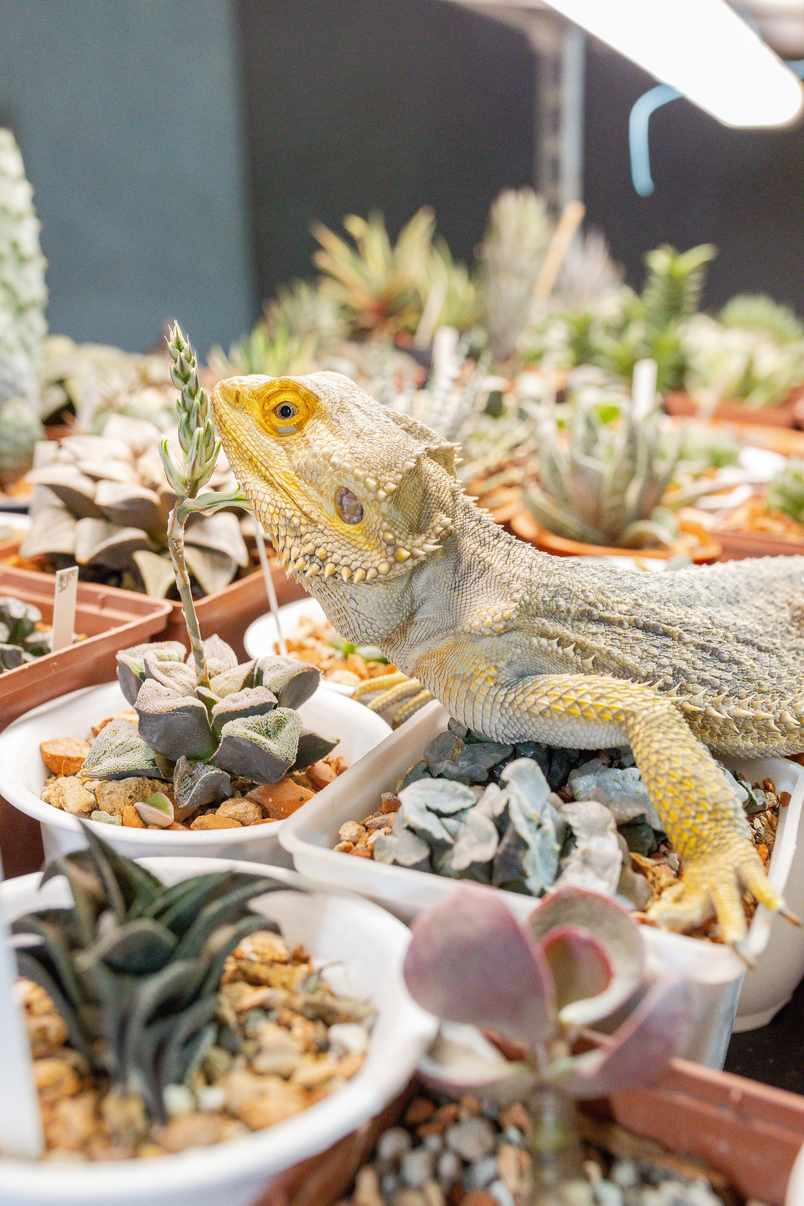 Кактус Фест. Александра Куликова фотограф, Москва