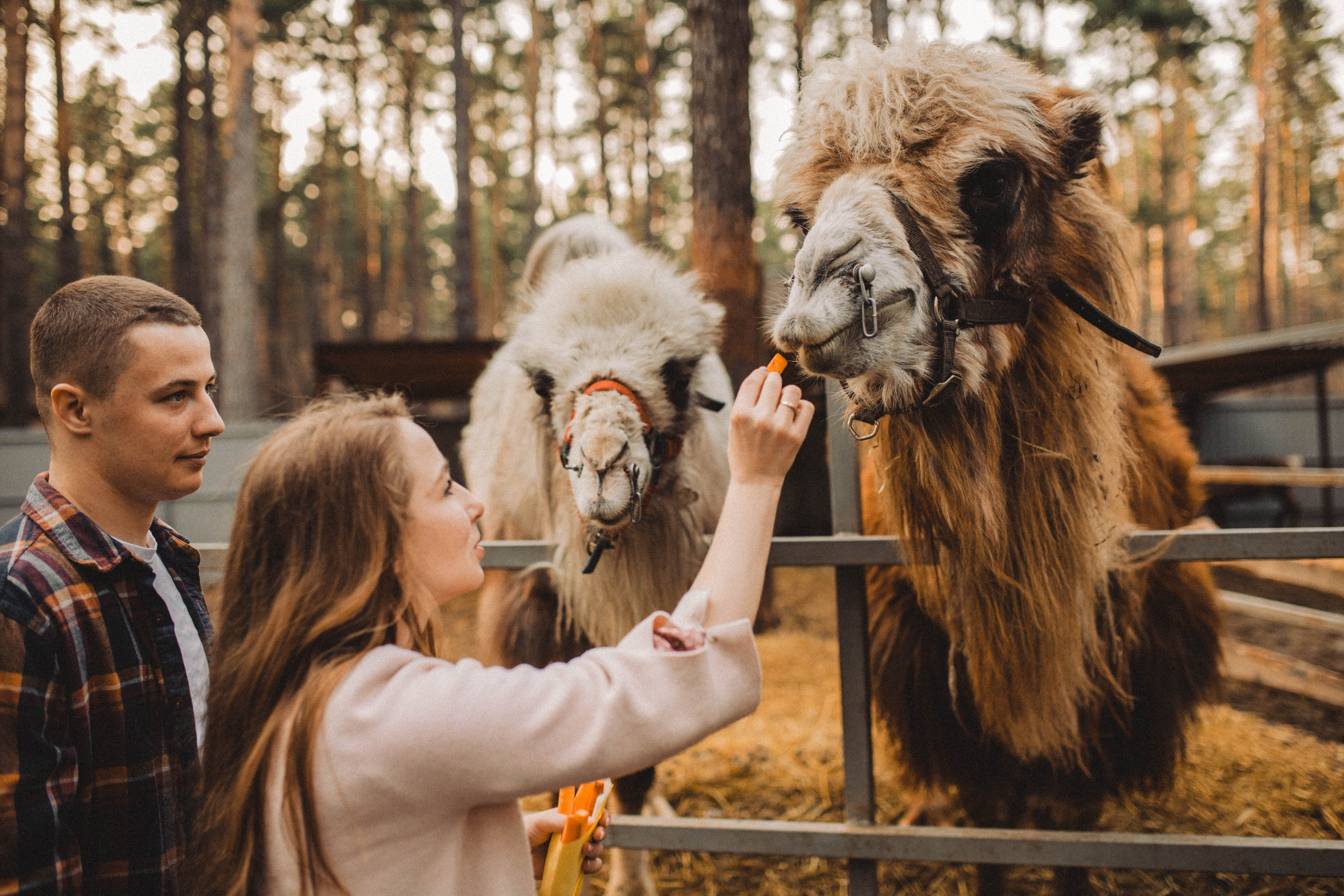 Предсвадебное Love Story | Максим & Анастасия. Свадебный фотограф Новосибирск