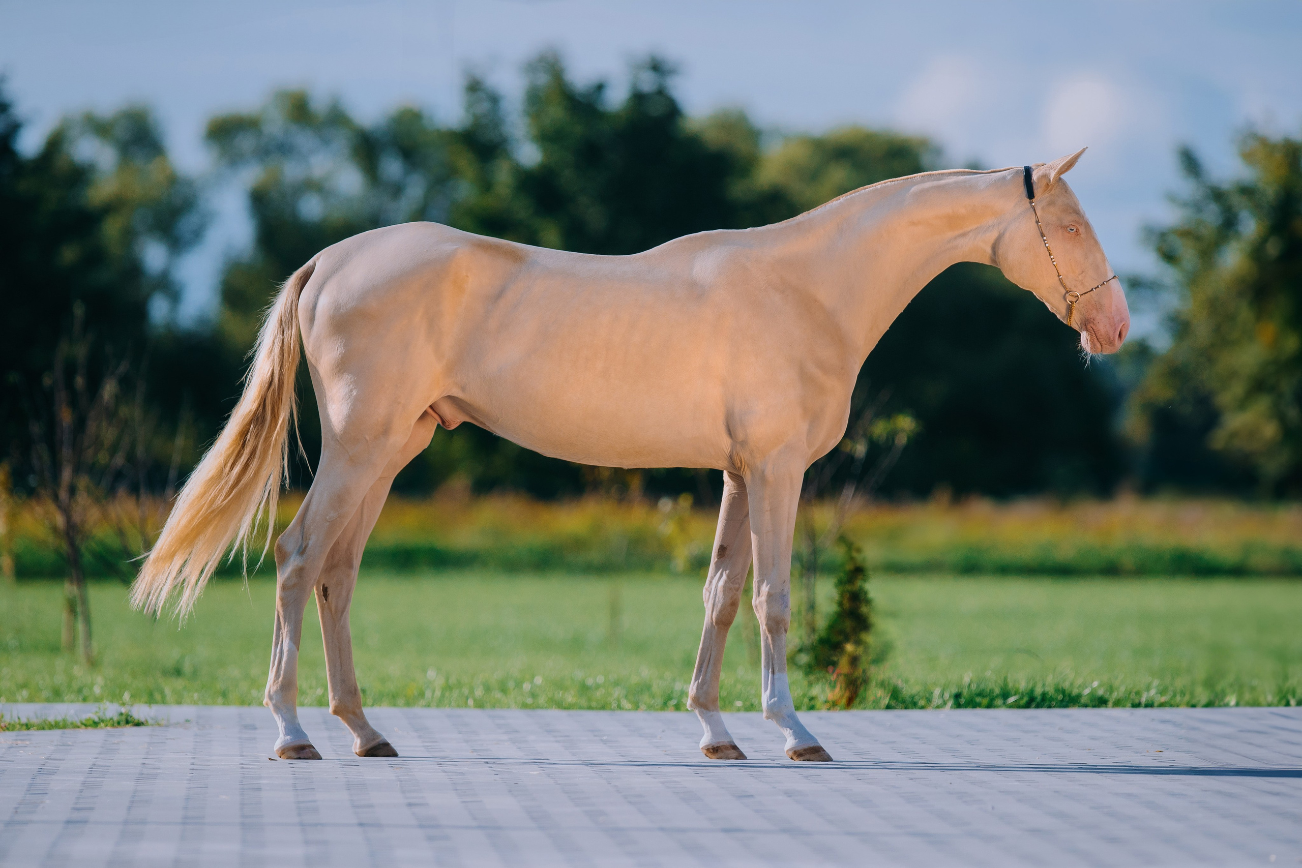 Экстерьеры. Фотограф-анималист Ксендзова Кристина