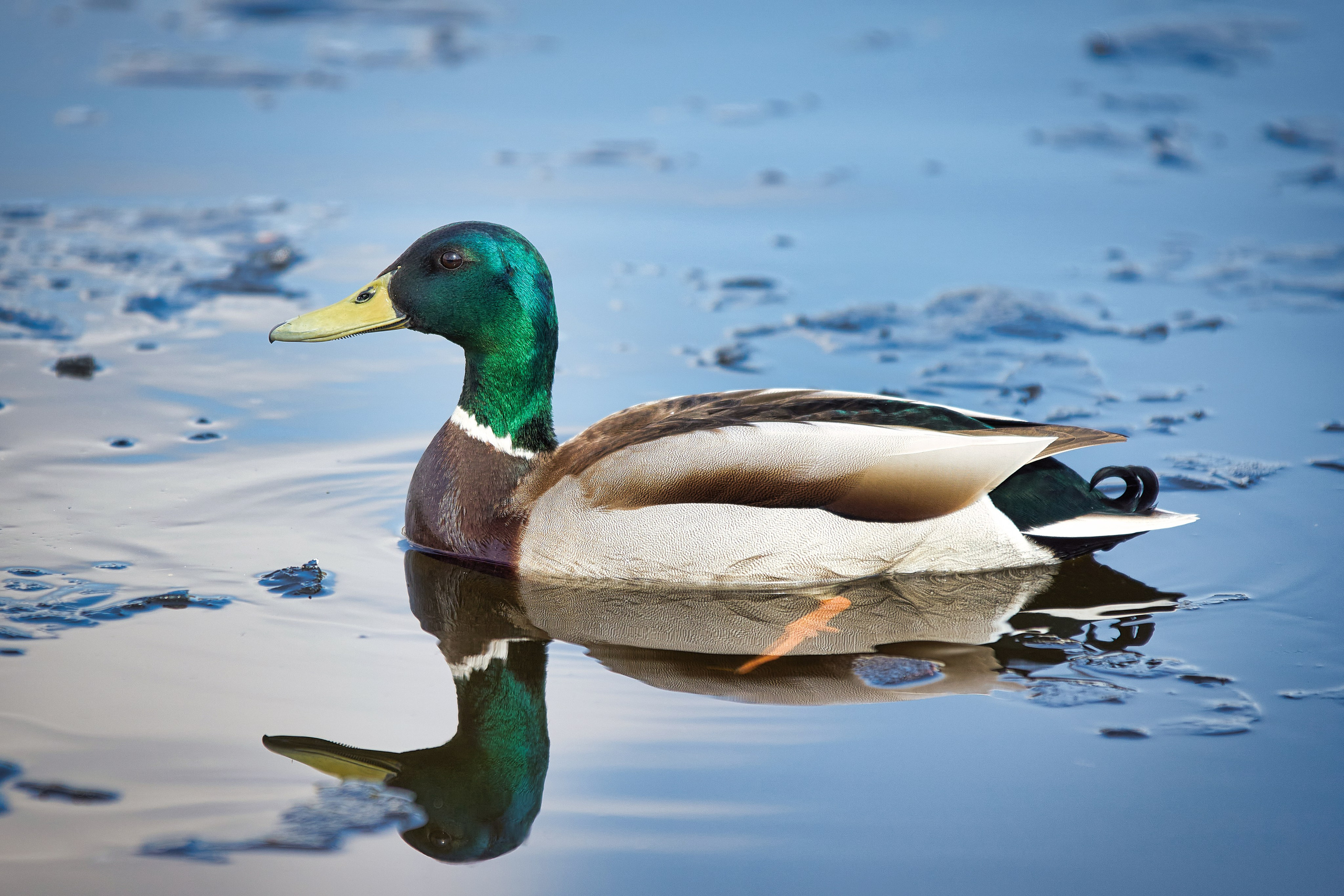 Наша мать — природа. Фотограф Владимир Артамонов