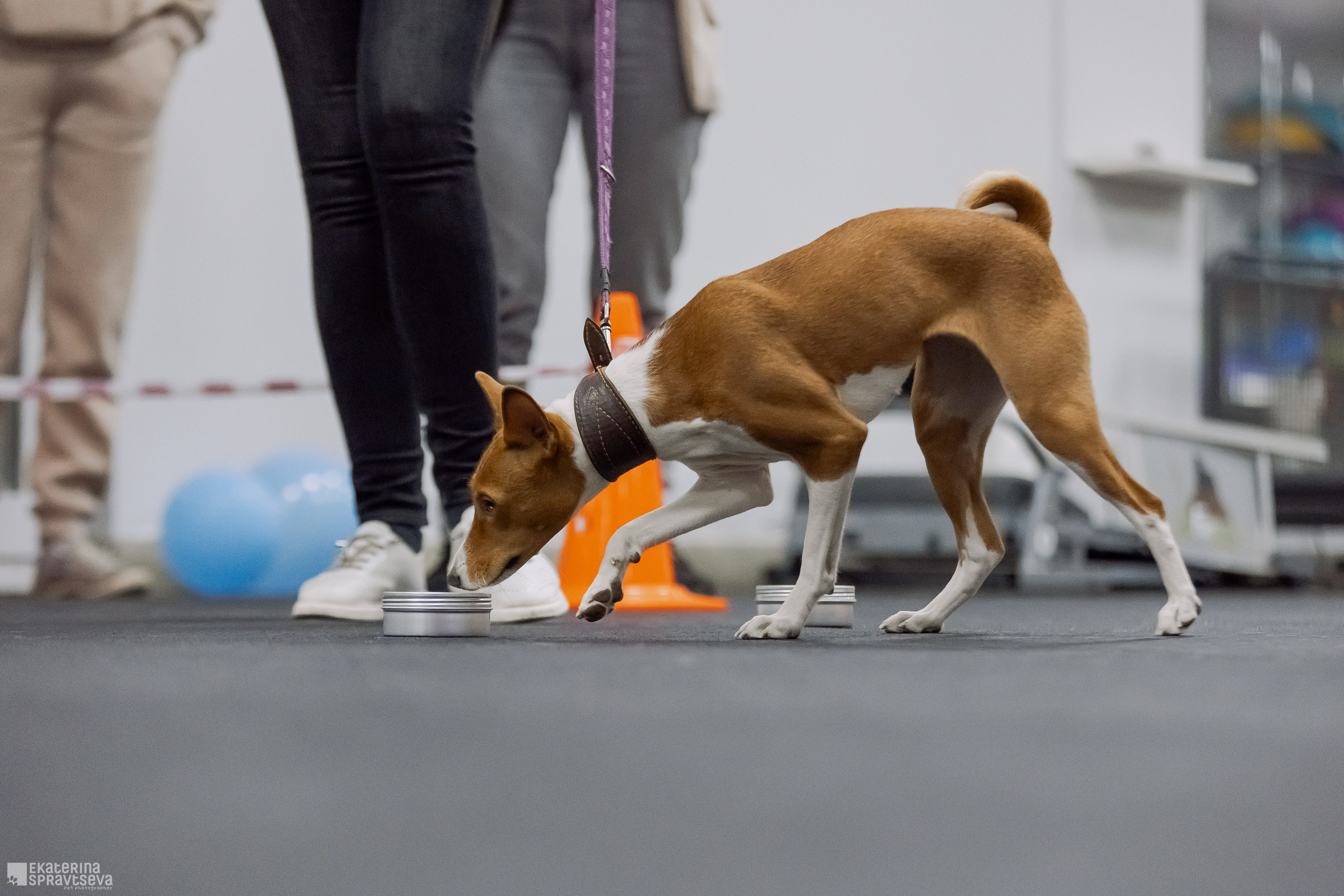 Праздник NoseWork. Фотограф Анималист Екатерина Справцева в Нижнем Новгороде