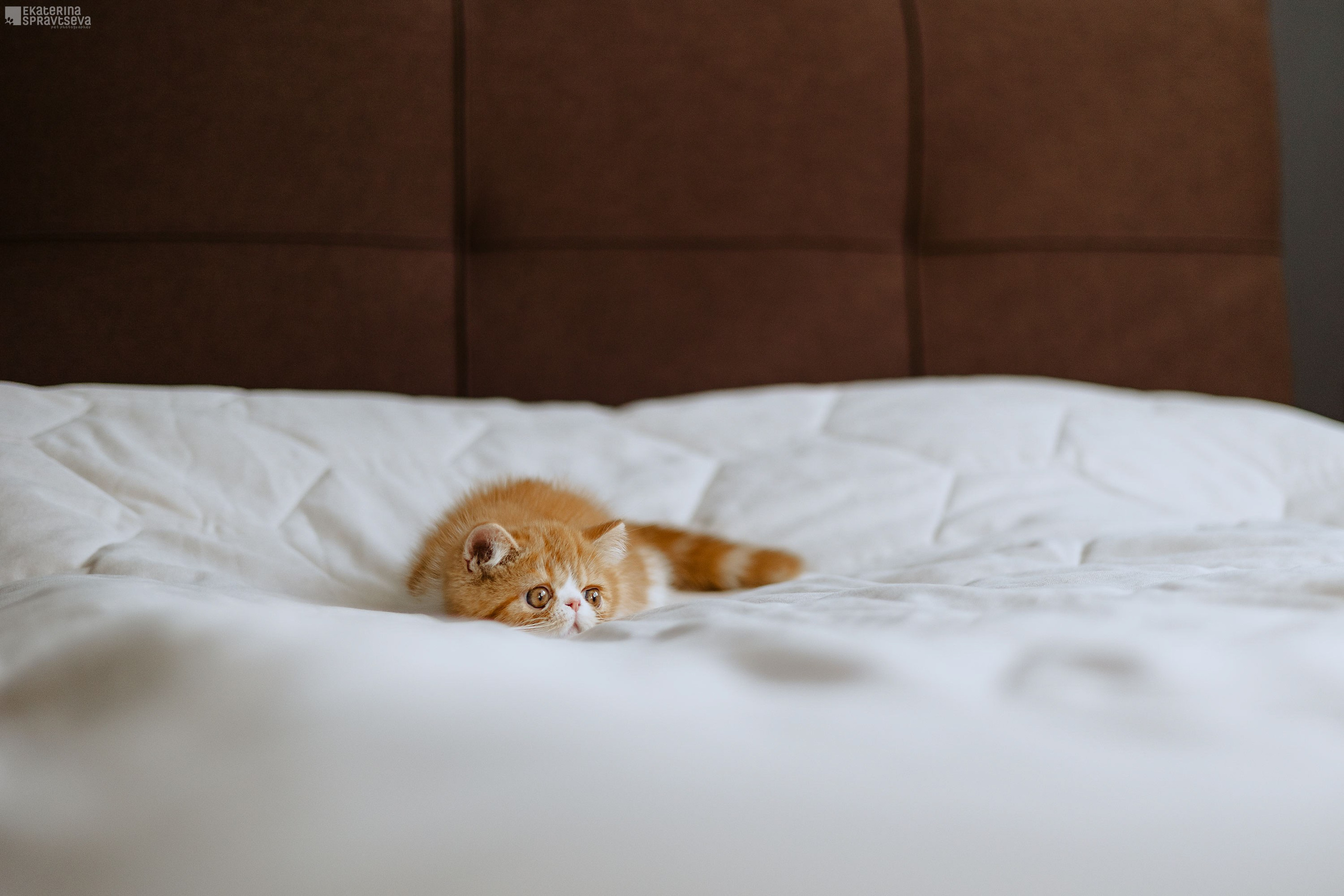 Малыш Уникум, Лиза и Миша. Фотограф Анималист Екатерина Справцева в Нижнем Новгороде